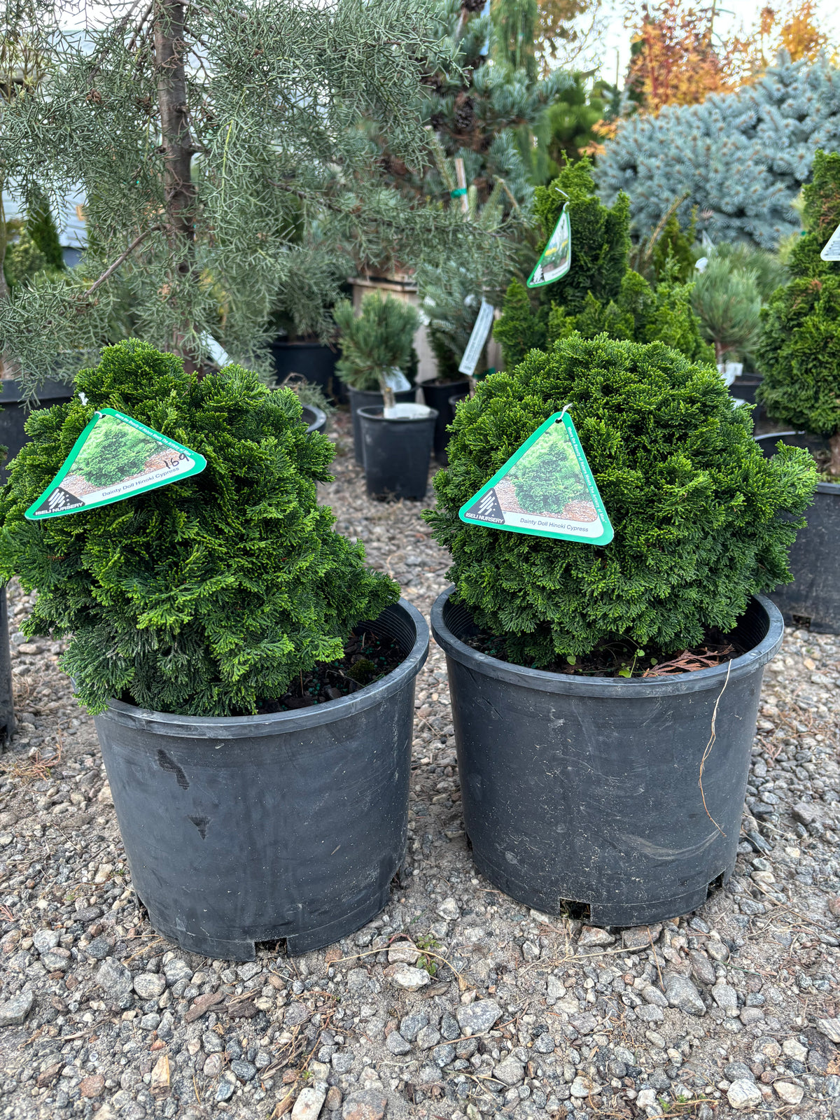 Chamaecyparis obtusa ‘Dainty Doll’