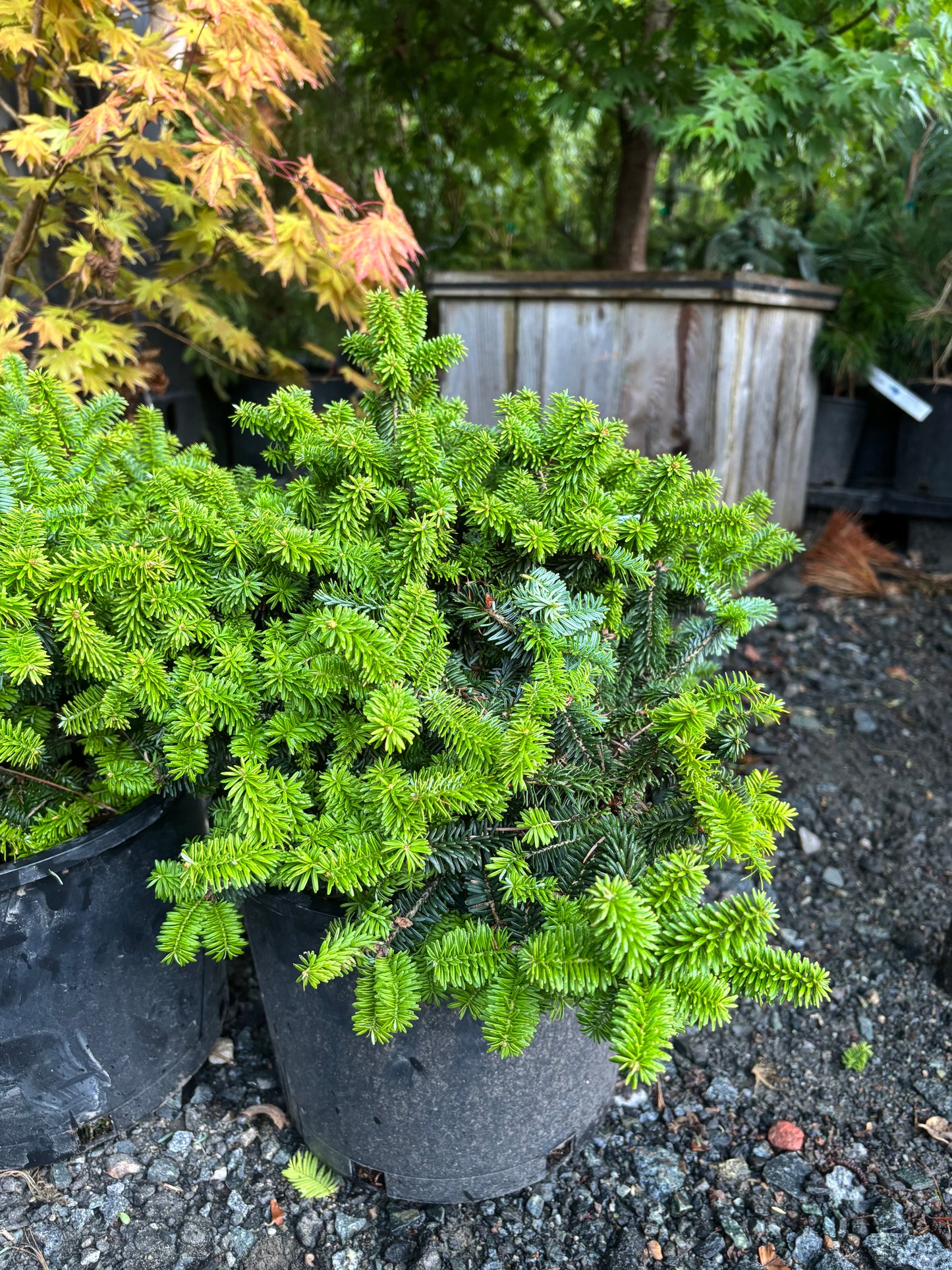 Piccolo Dwarf Balsam Fir