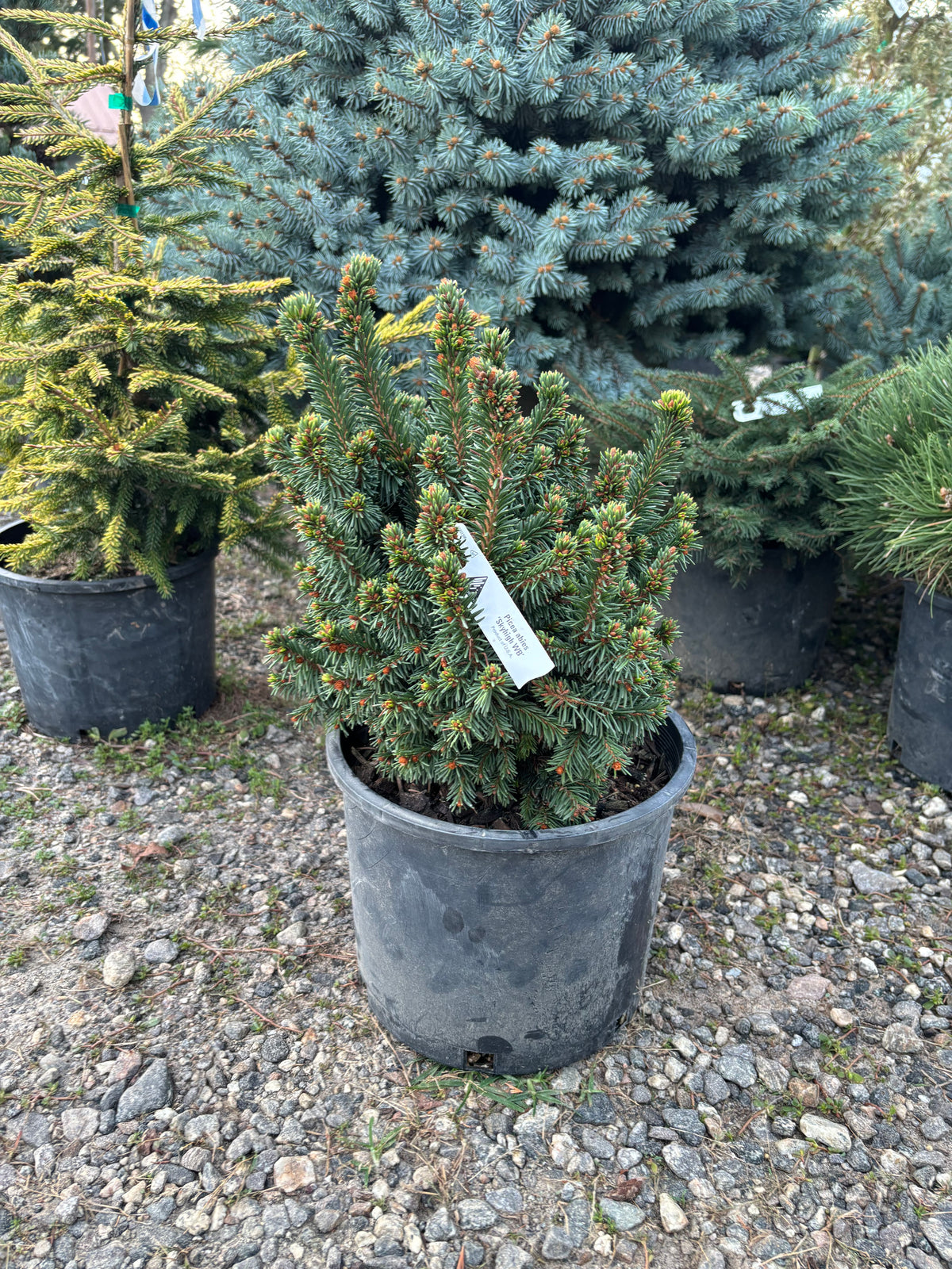 Picea abies ‘Skyhigh WB’