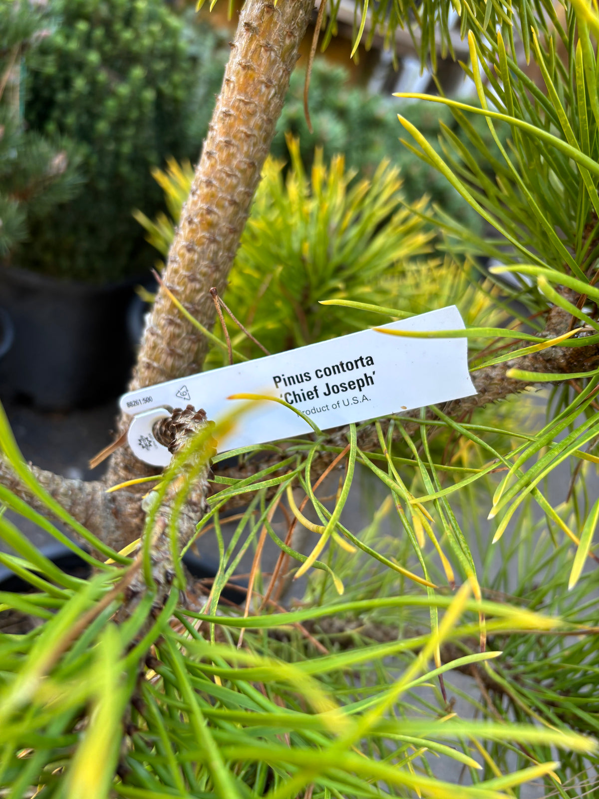 Pinus contorta var. latifolia 'Chief Joseph'