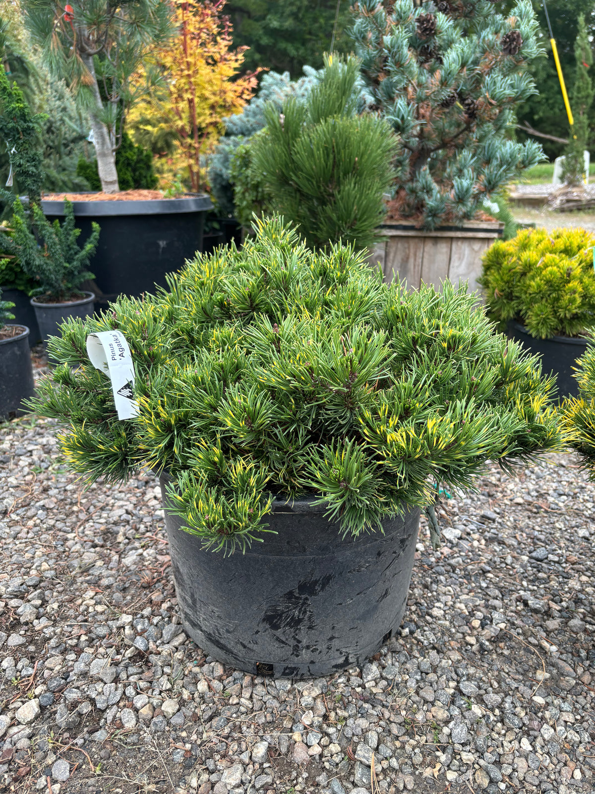 Pinus mugo ‘Agatka’