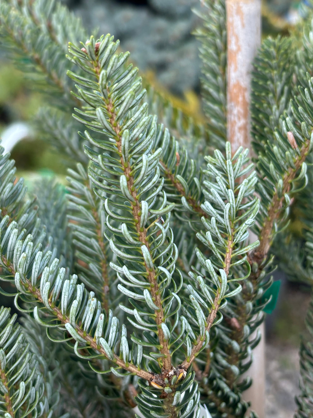 Abies koreana ‘Horstmann’s Silberlocke’