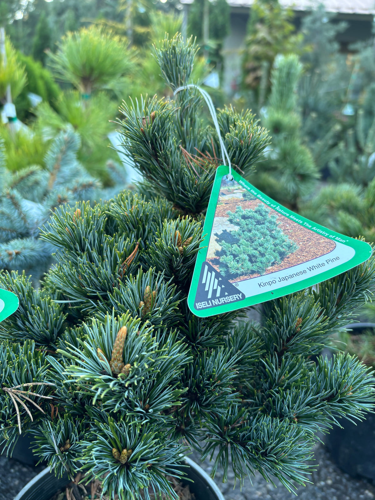 Pinus parviflora ‘Kinpo’