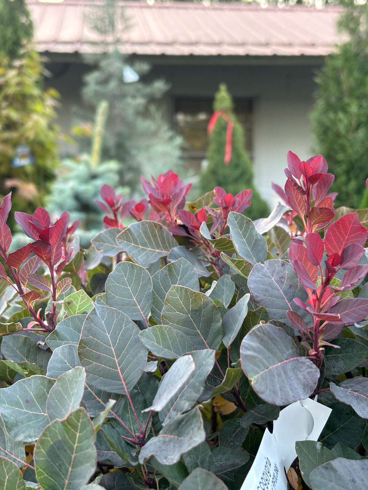 Dusky Maiden Smoke Bush (Cotinus coggygria)