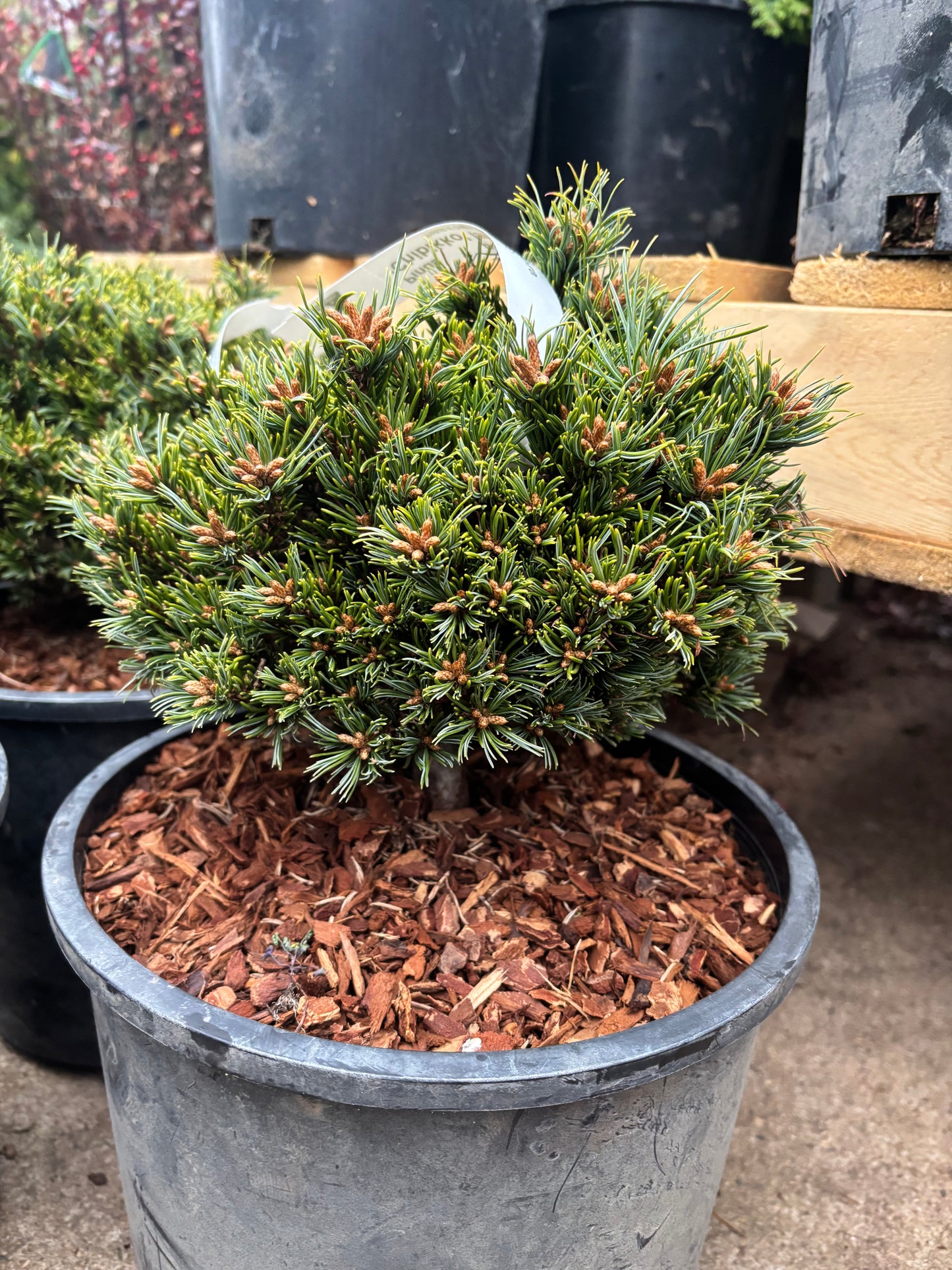Pinus parviflora ‘Chibikko’