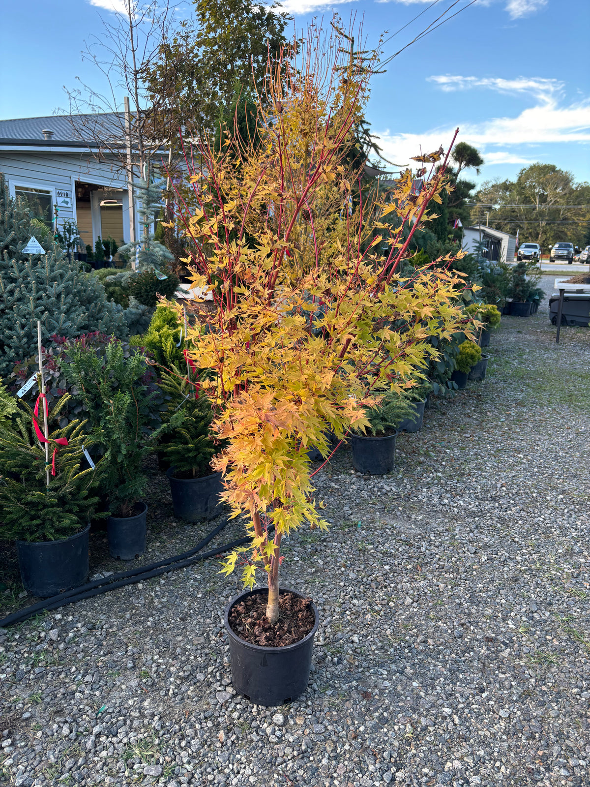 Acer palmatum 'Sango kaku'