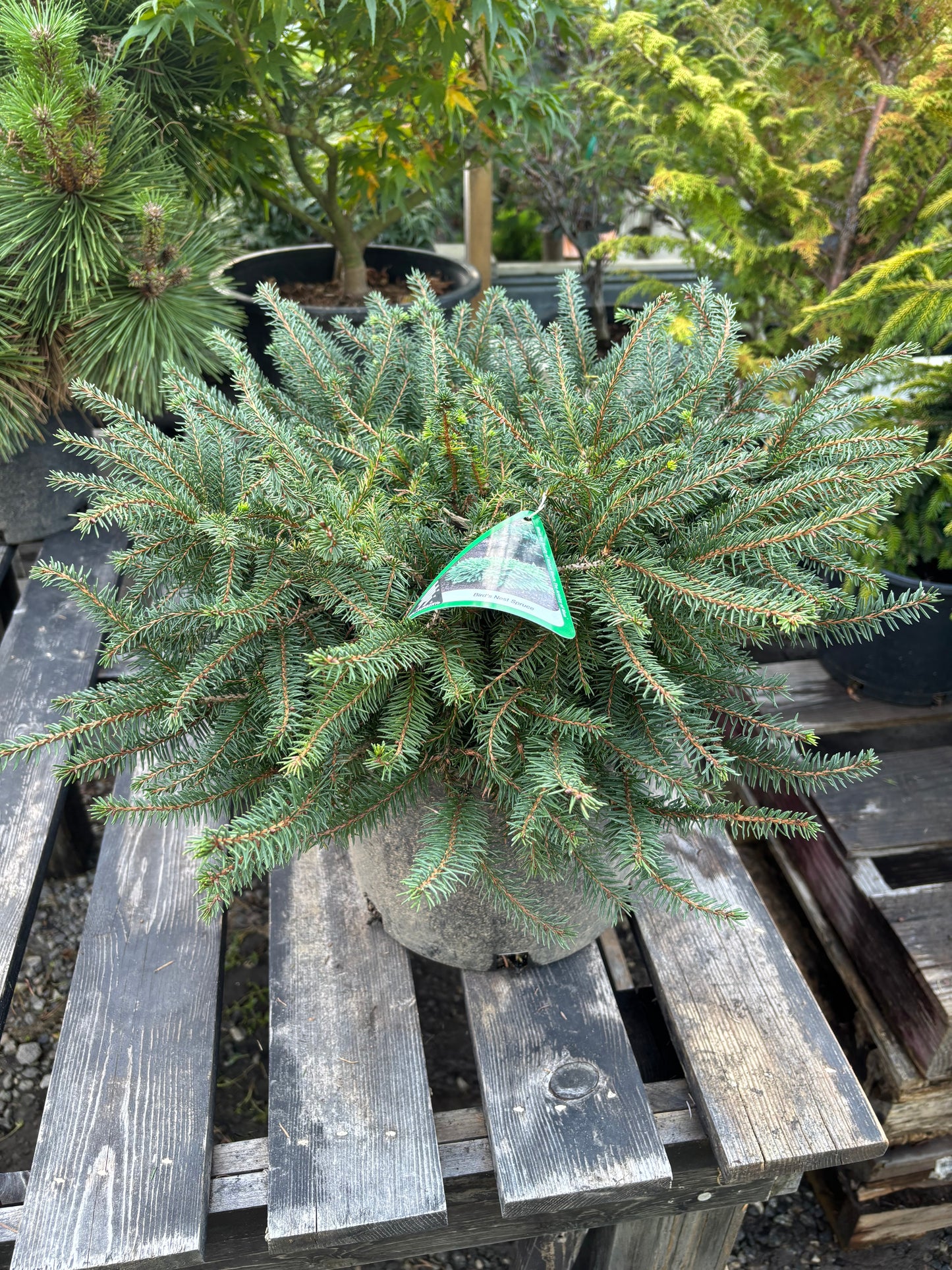 Bird’s Nest Spruce (Picea abies ‘Nidiformis’)