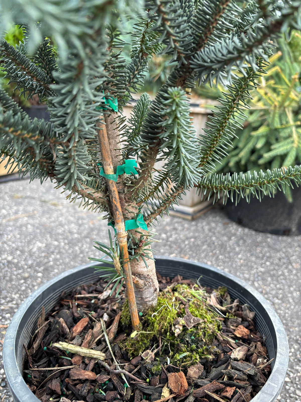 Columnar Spanish Fir