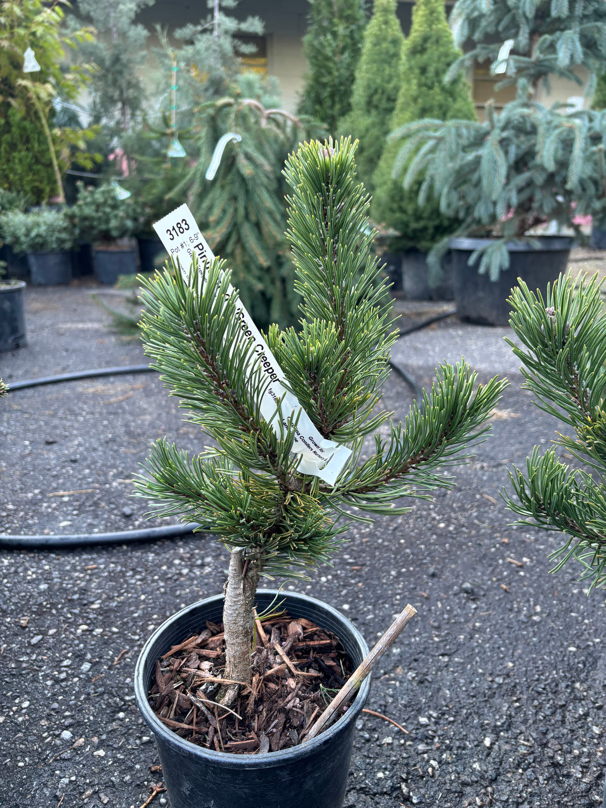 Pinus mugo 'Green Creeper'