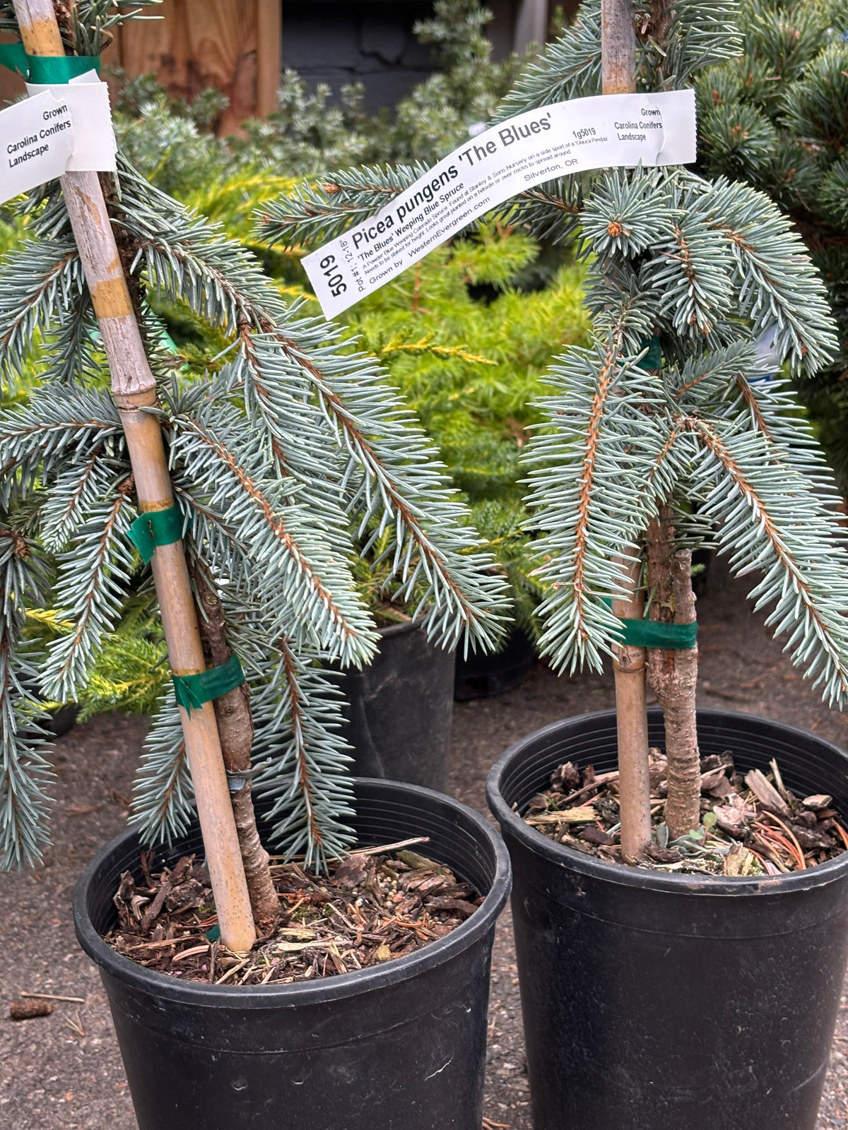 Picea pungens ‘The Blues’