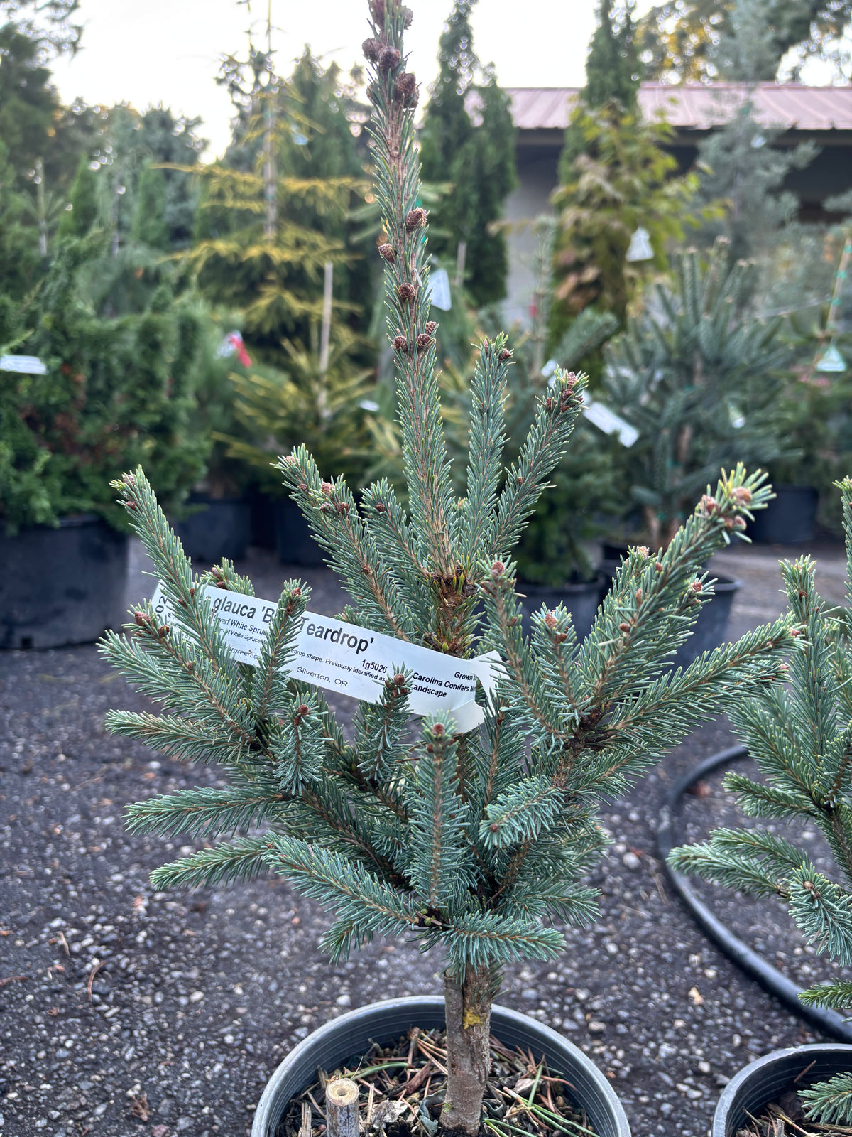 Blue Teardrop White Spruce