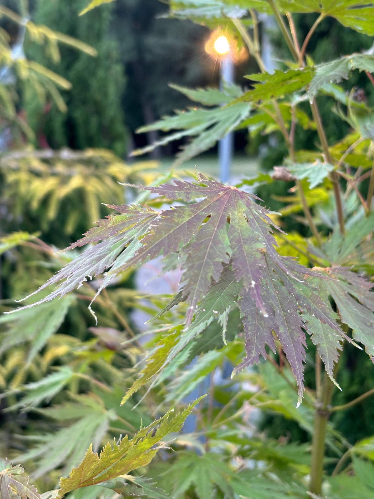 Arctic Jade® Maple – Jack Frost® Collection