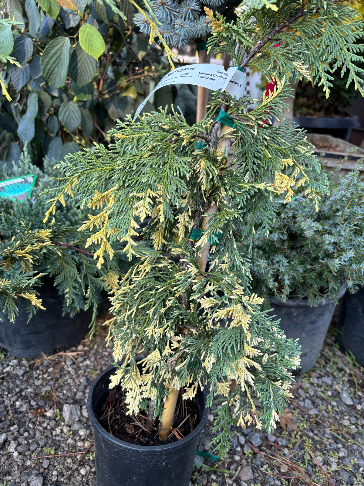 Chamaecyparis nootkatensis 'Sparkling Arrow'
