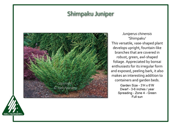 Juniperus chinensis ‘Shimpaku’