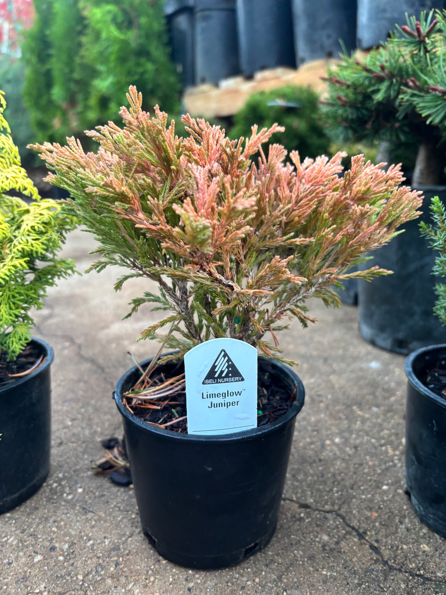 Fanciful Gardens Ultimate Conifer Color Package