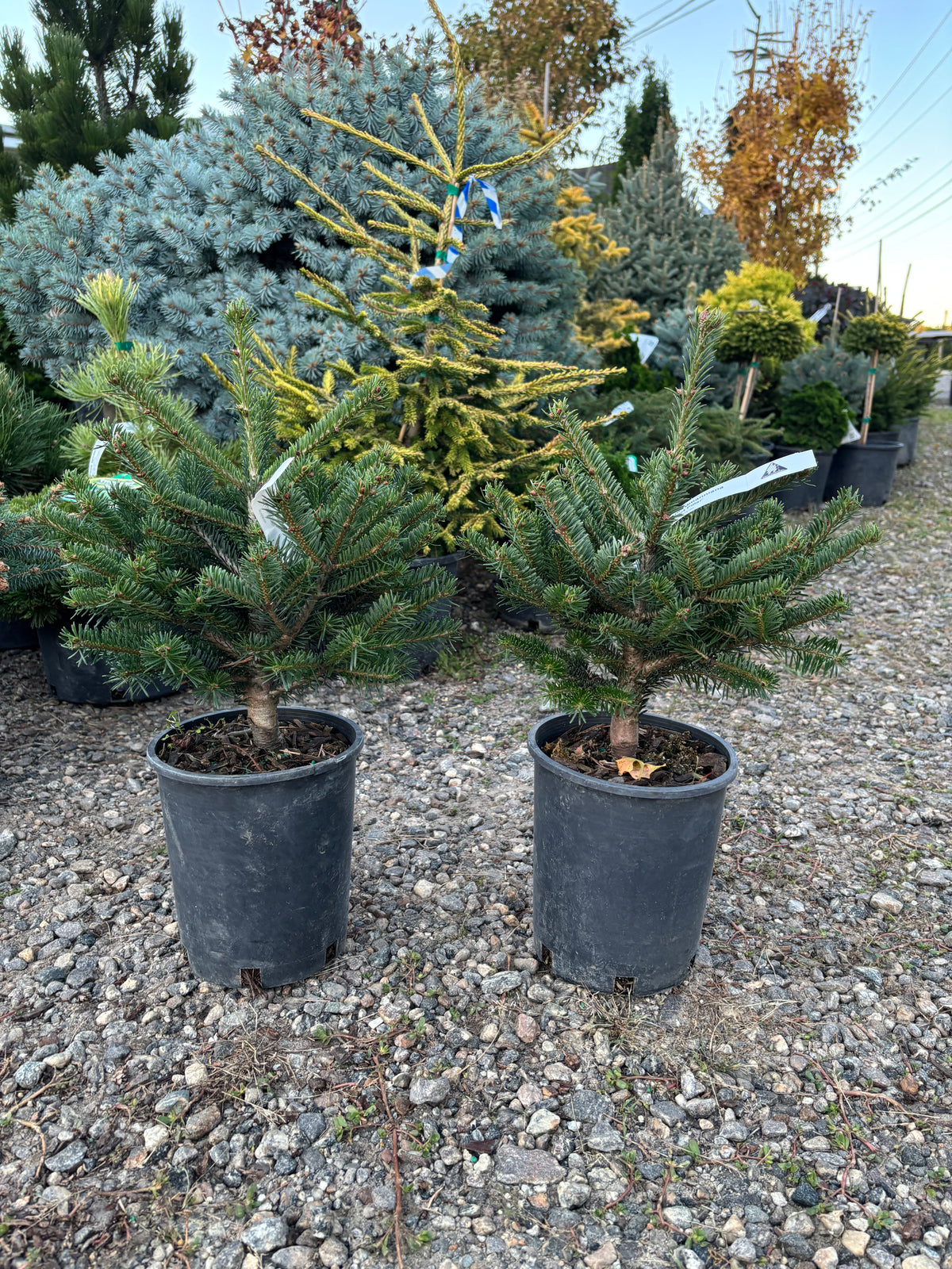 Hupp’s Perfect Pillar Nordmann Fir