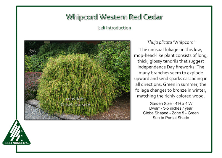 Thuja plicata ‘Whipcord’