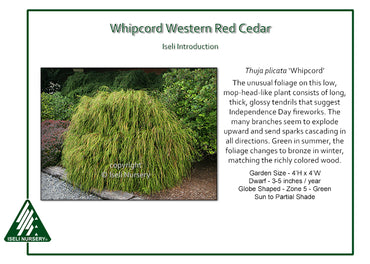 Thuja plicata ‘Whipcord’