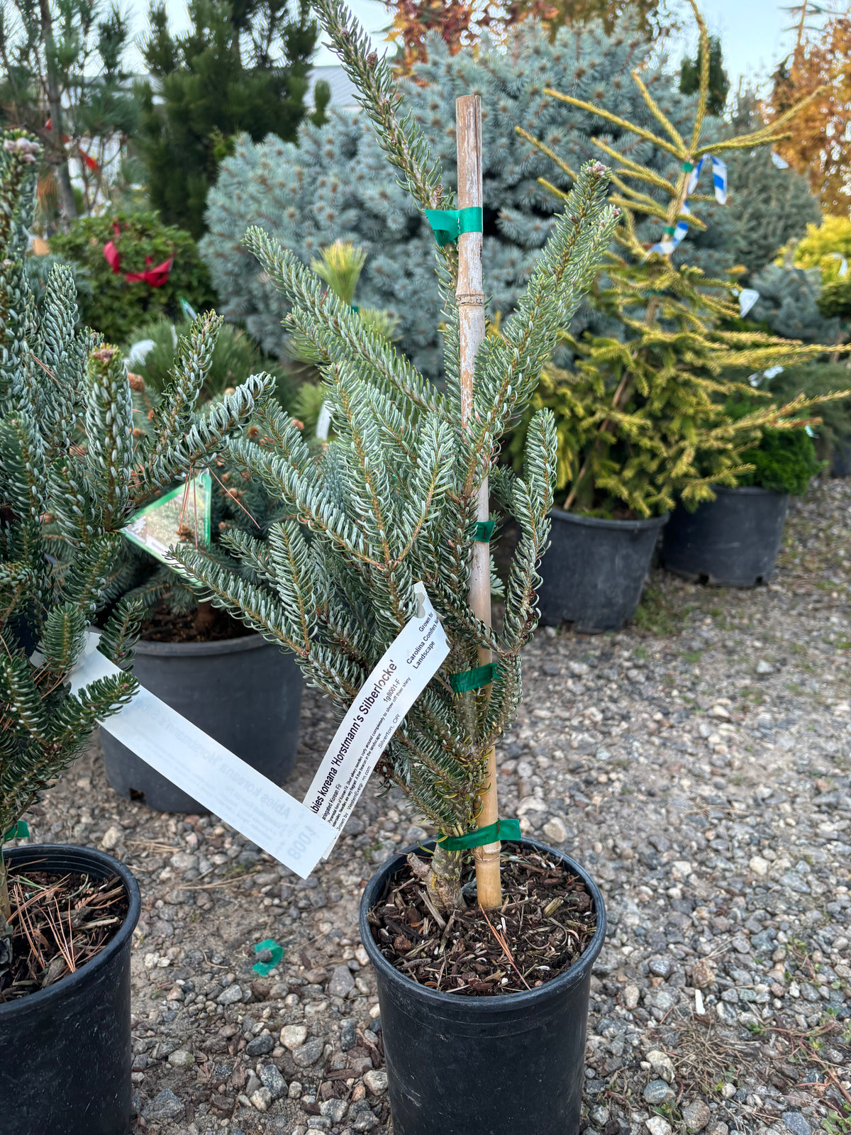 Abies koreana ‘Horstmann’s Silberlocke’