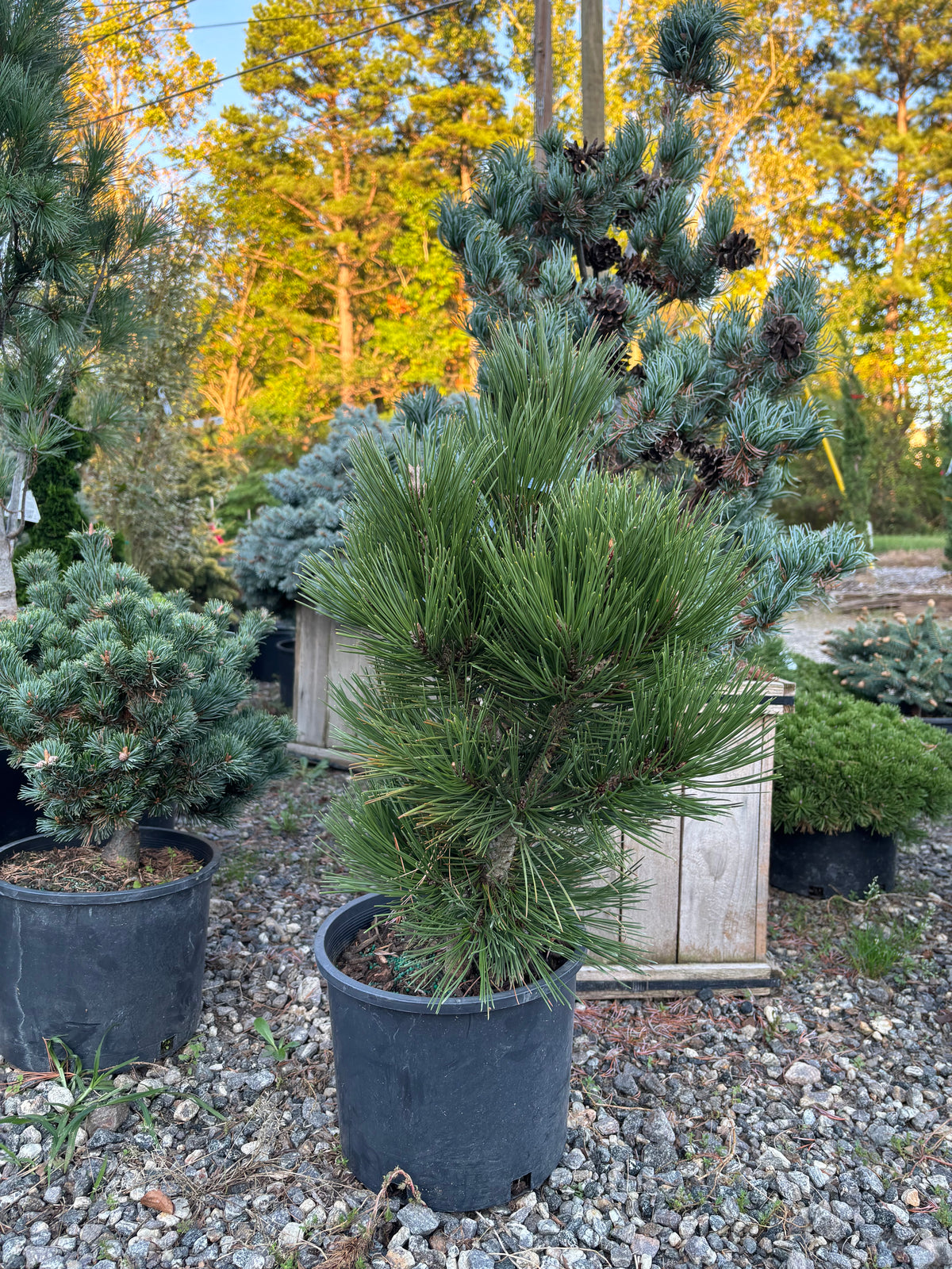 Pinus heldreichii (leucodermis) ‘Mint Truffle’