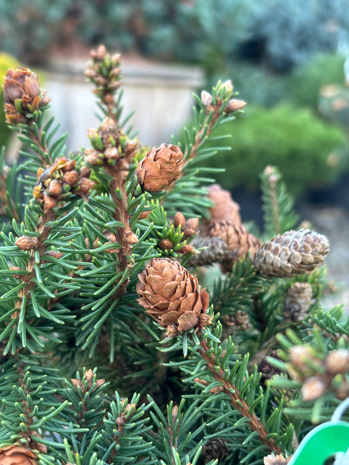 Picea abies ‘Pusch’