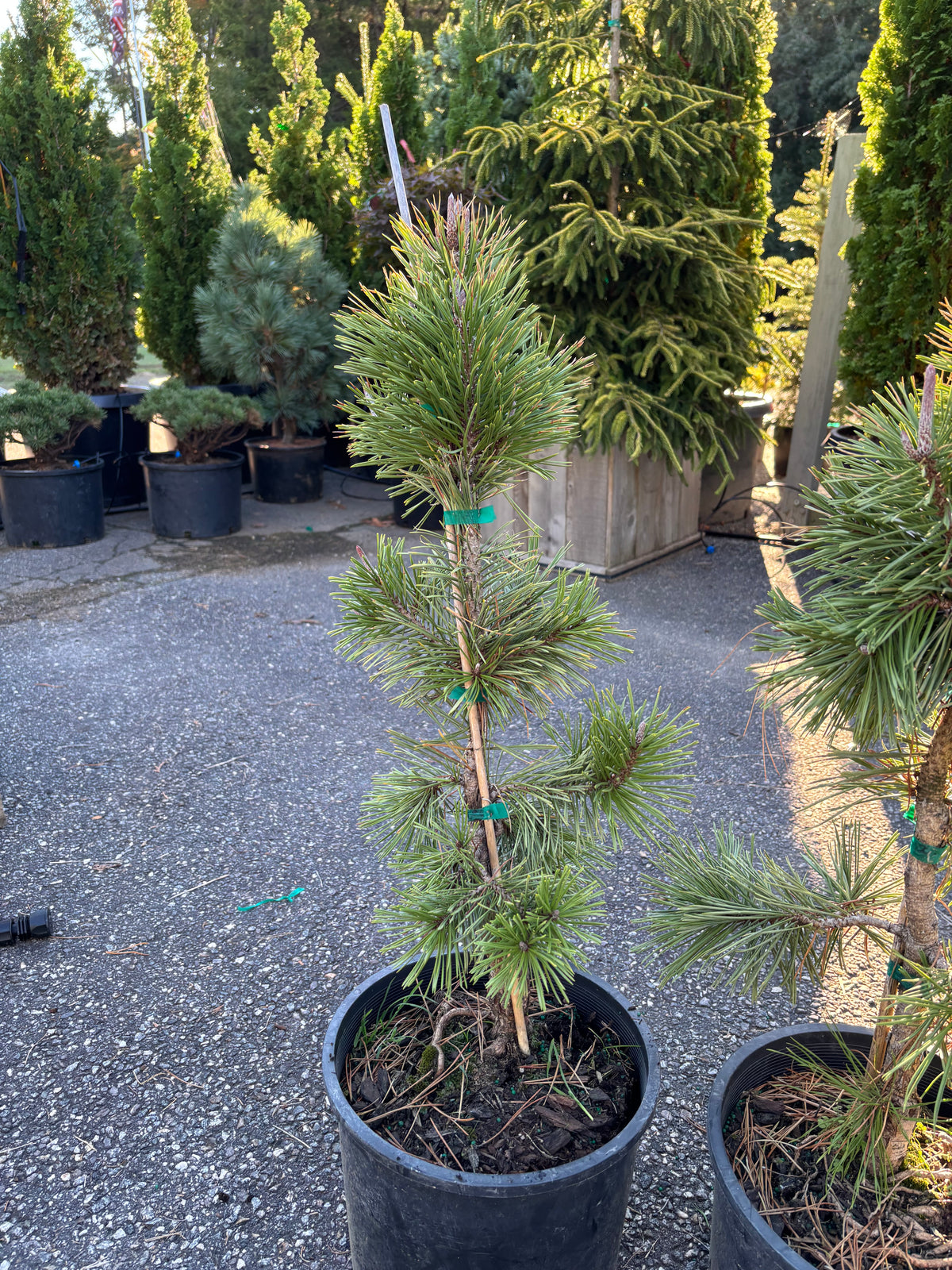 Pinus contorta ‘Taylor’s Sunburst’