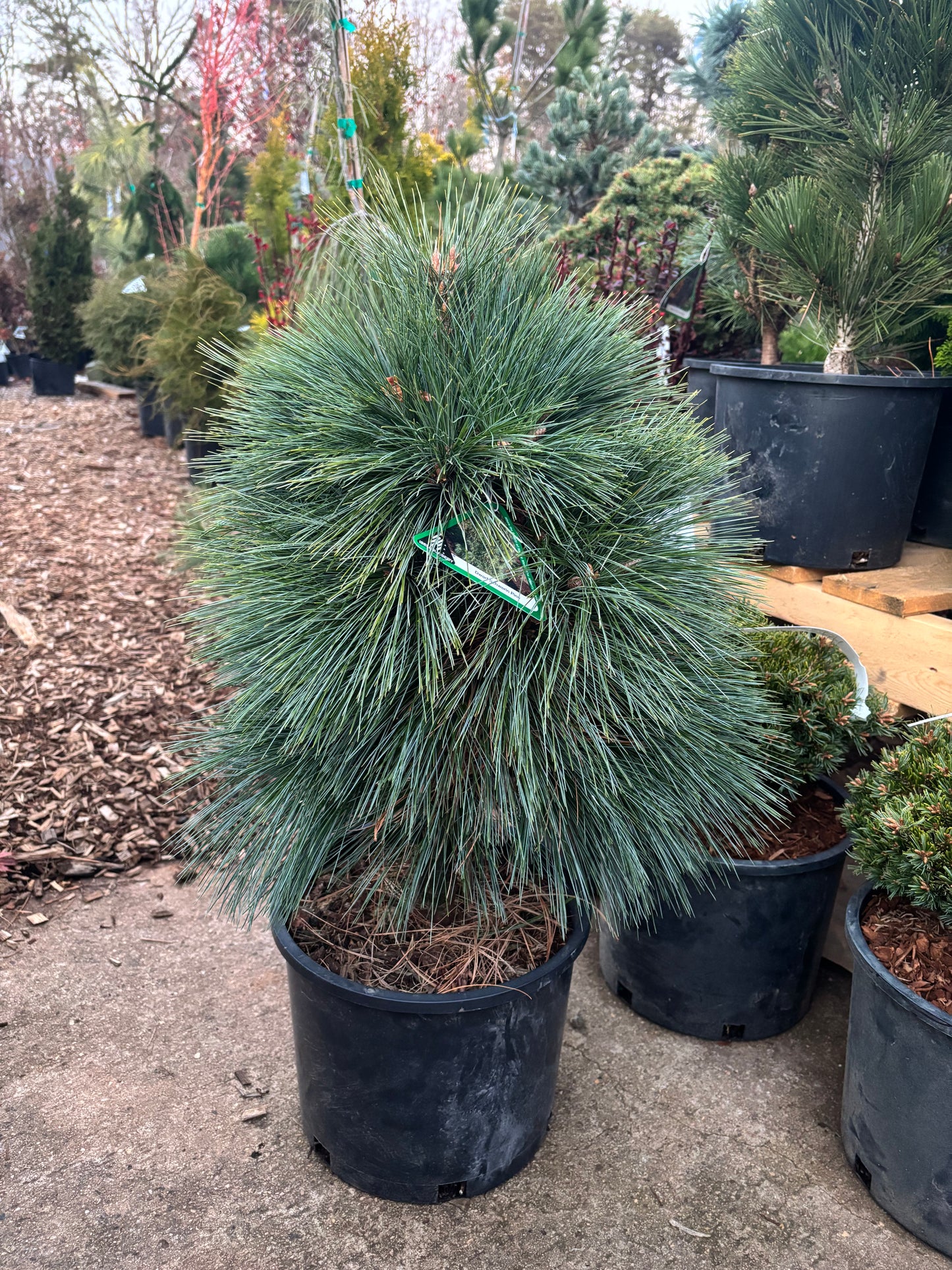 Pinus x schwerinii ‘Wiethorst’