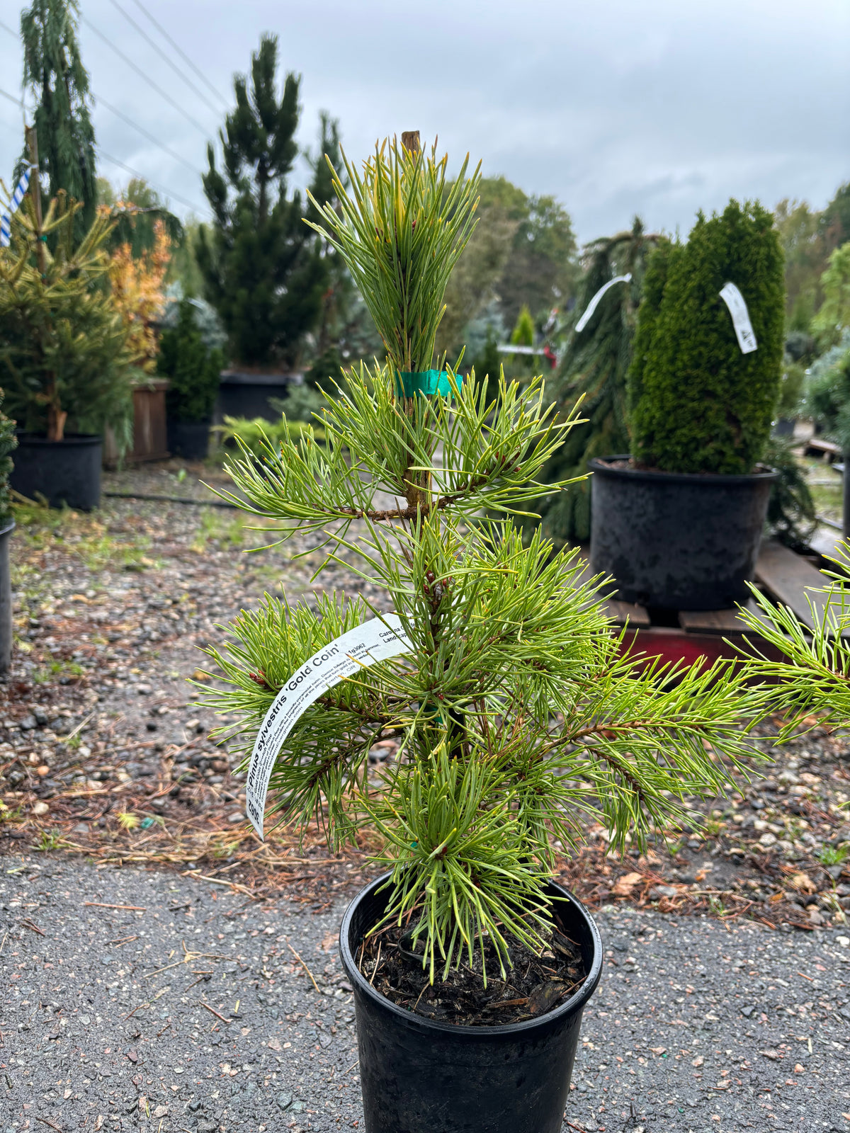 Pinus Sylvestris ‘Gold Coin’