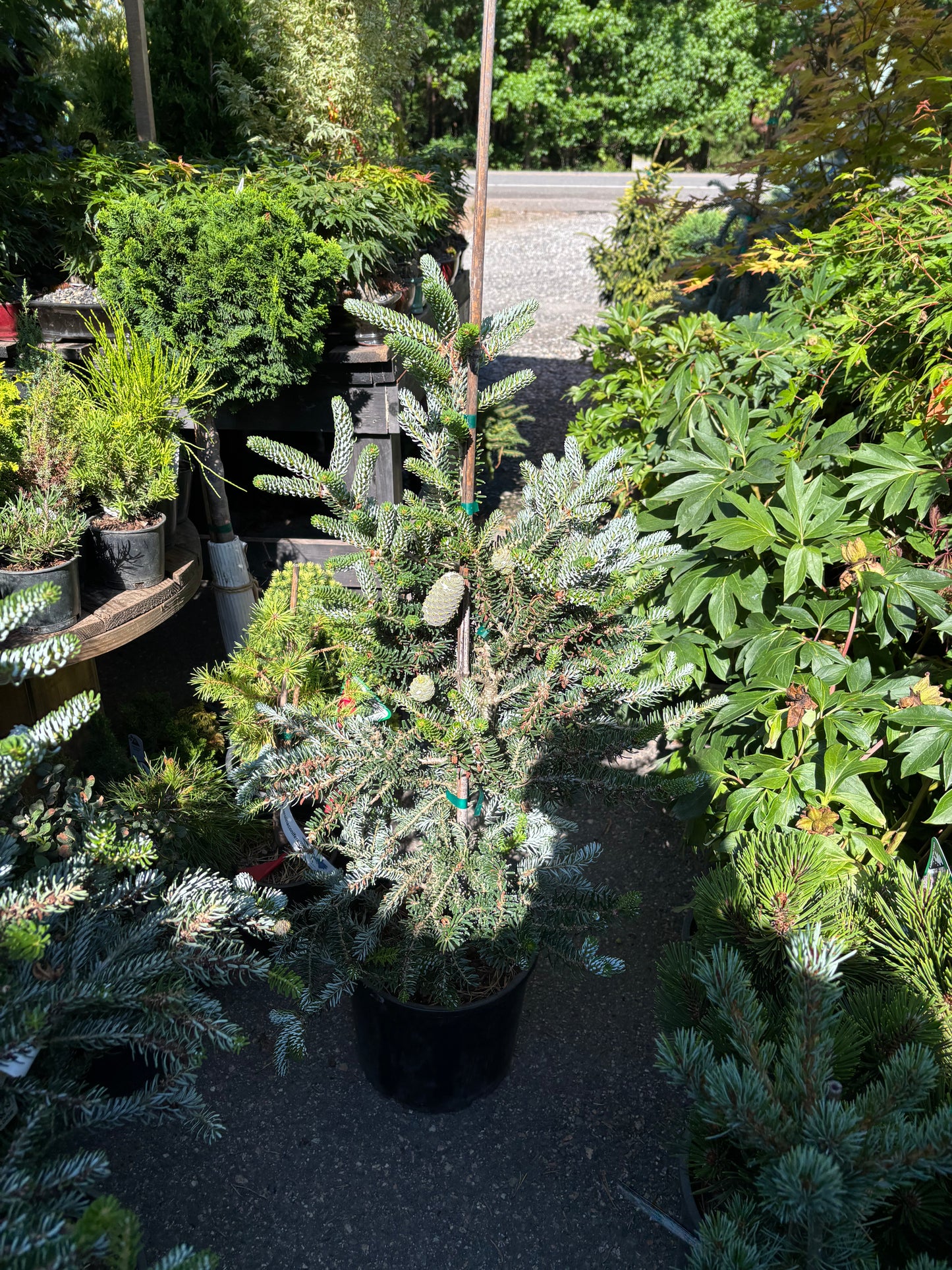 Abies koreana ‘Horstmann’s Silberlocke’