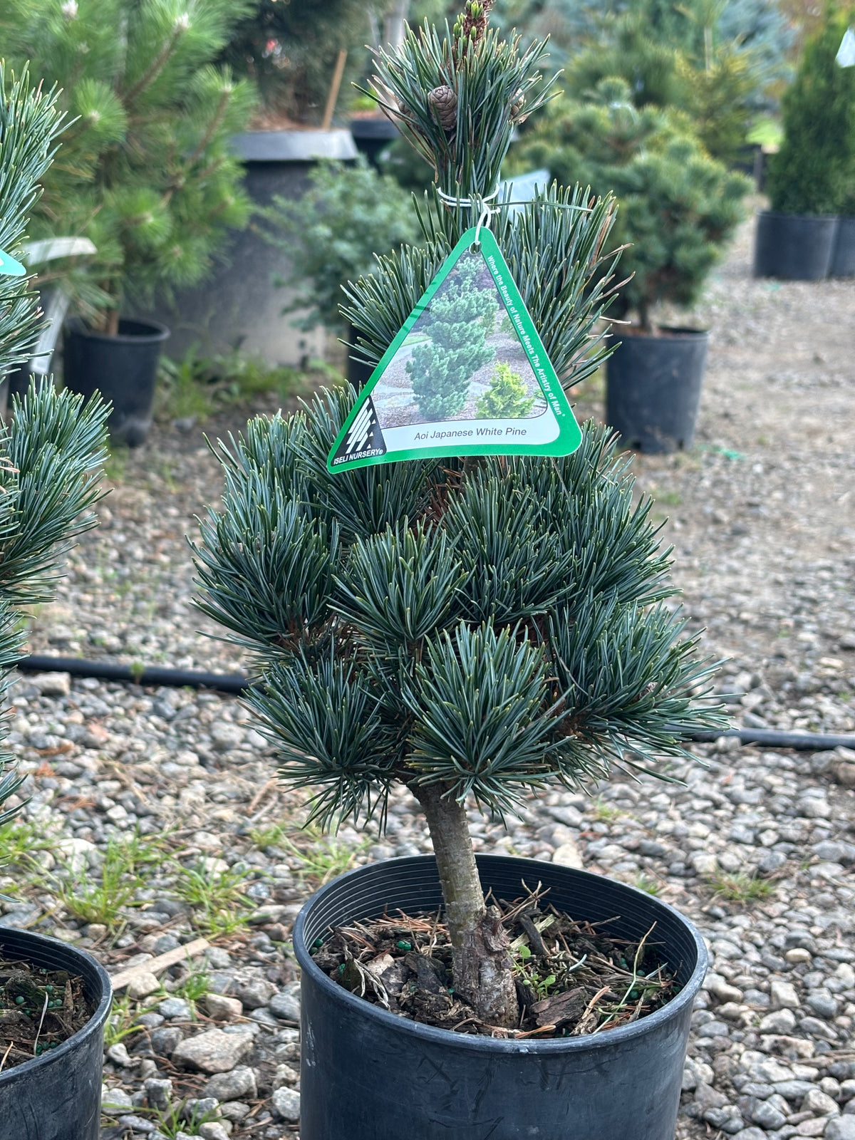 Pinus parviflora ‘Aoi’