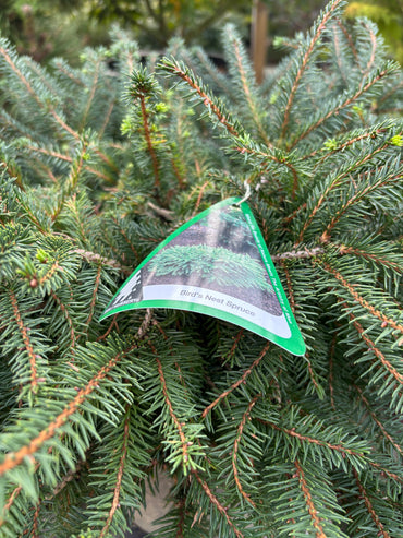 Bird’s Nest Spruce (Picea abies ‘Nidiformis’)