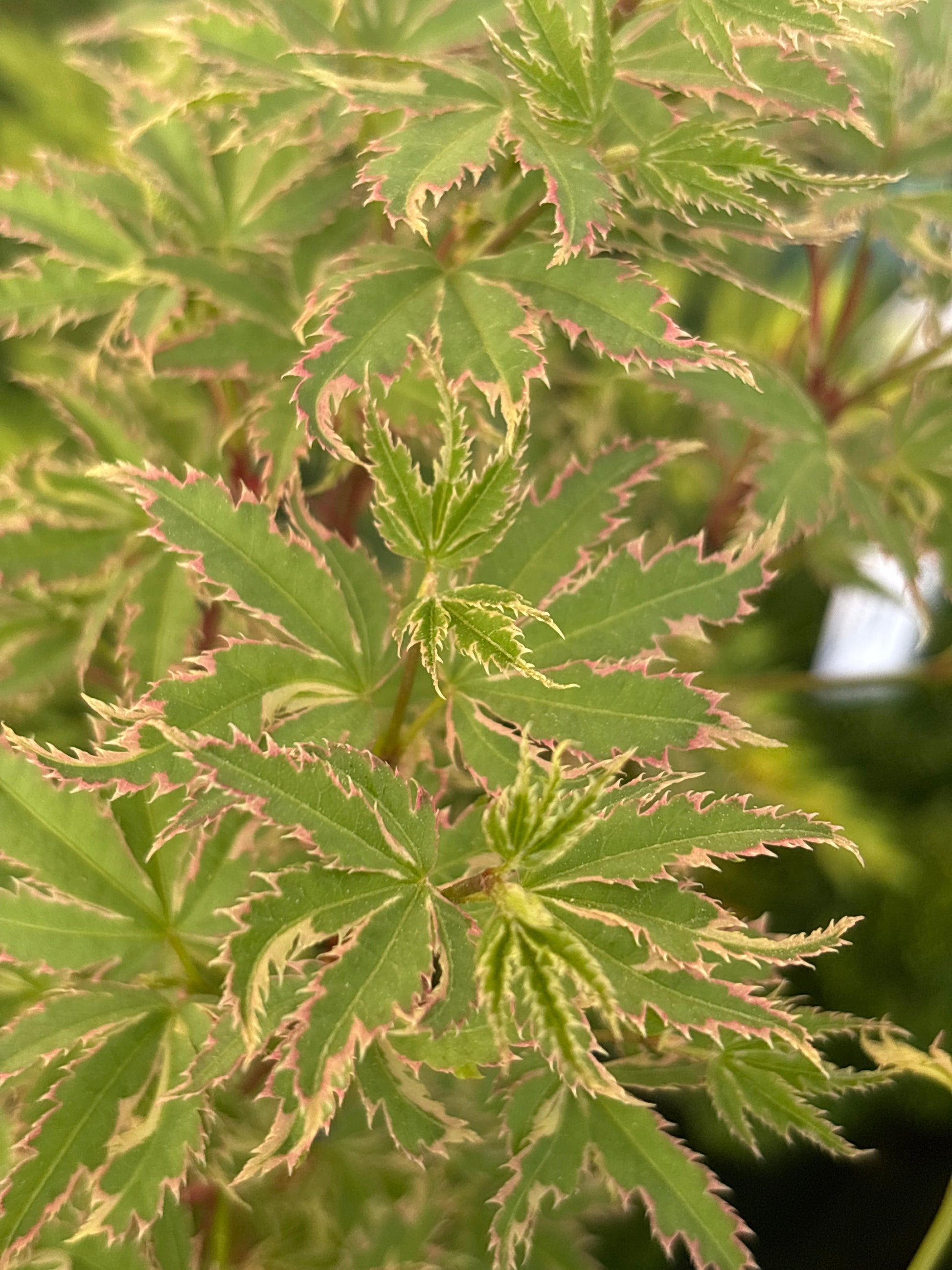 Acer Palmatum Butterfly Carolina Conifers Nursery Landscape acer-palmatum-butterfly-carolina-conifers-nursery-landscape