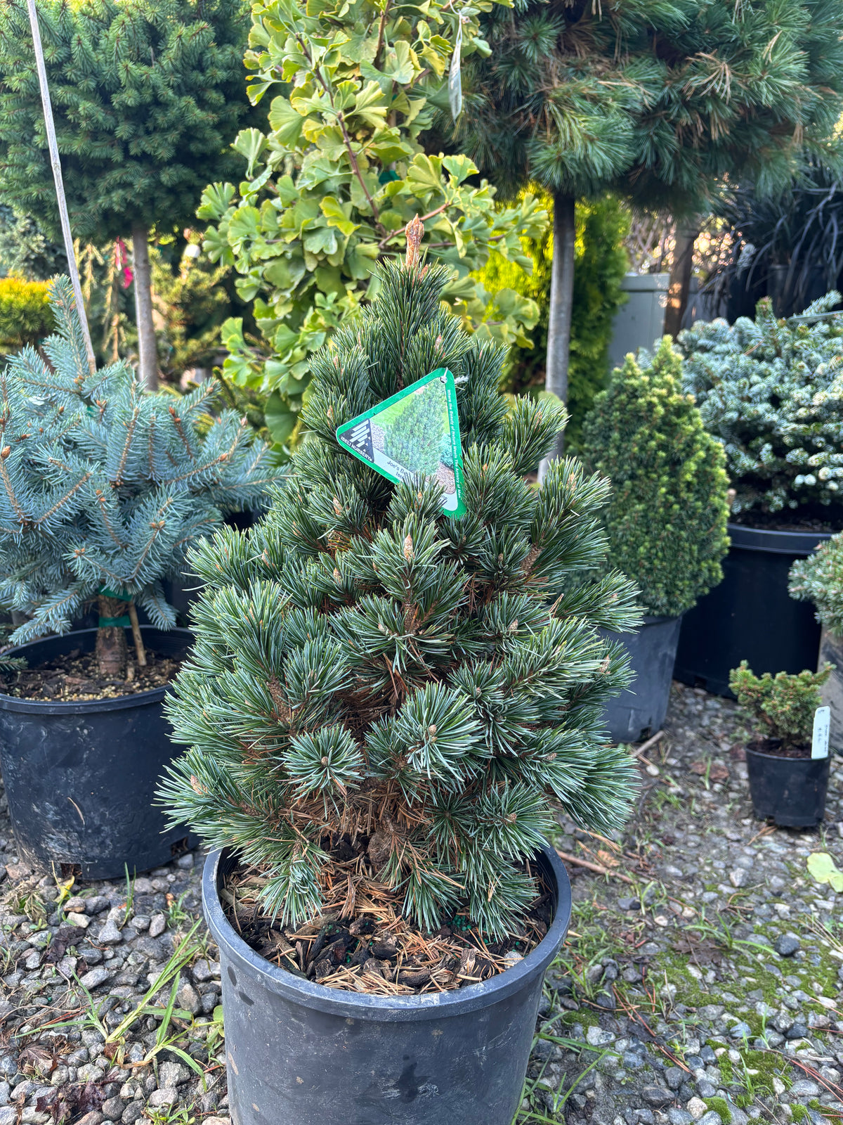 Pinus longaeva ‘Joe’s Bess’