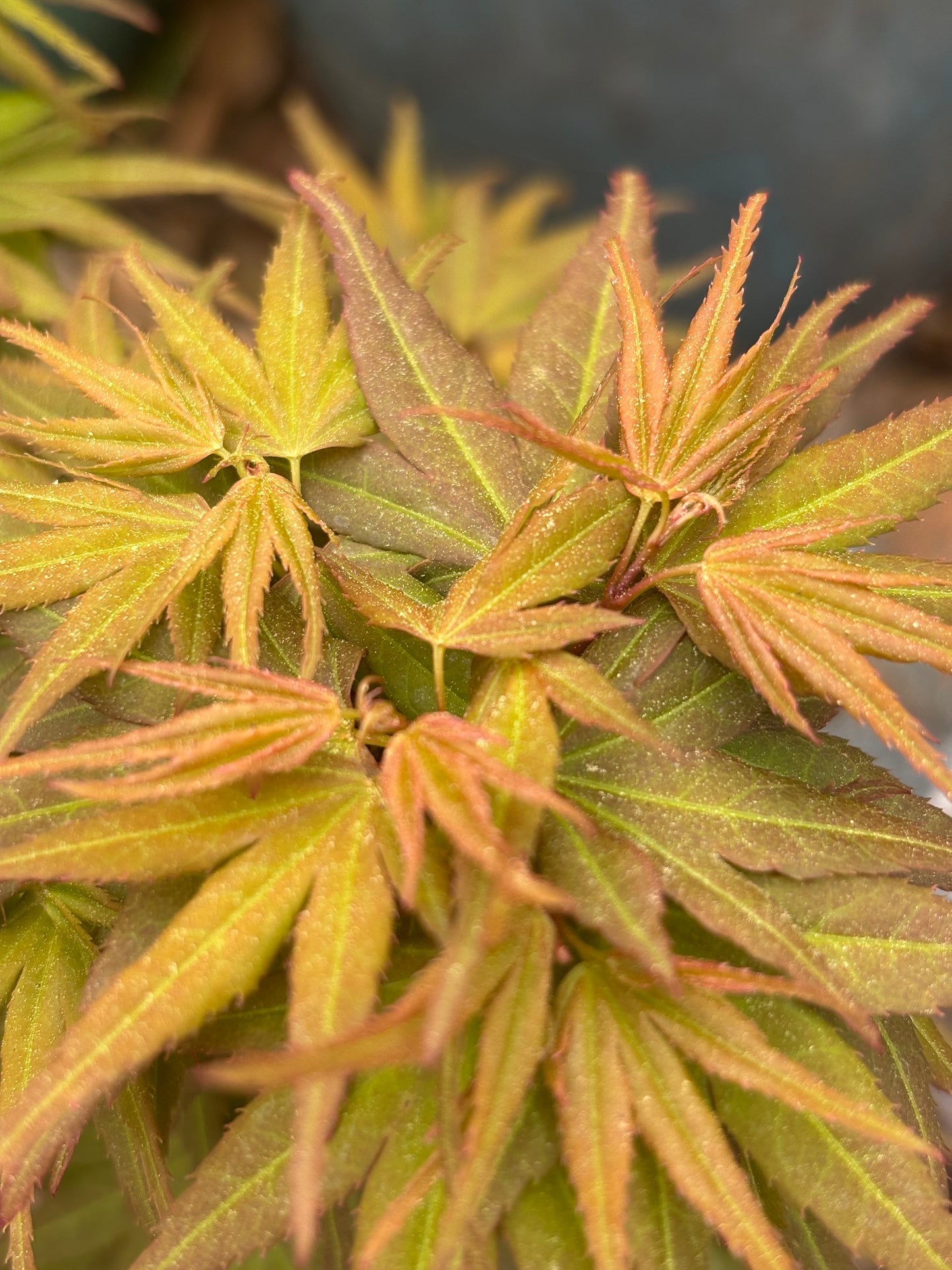Acer palmatum 'Mystic Mikawa'