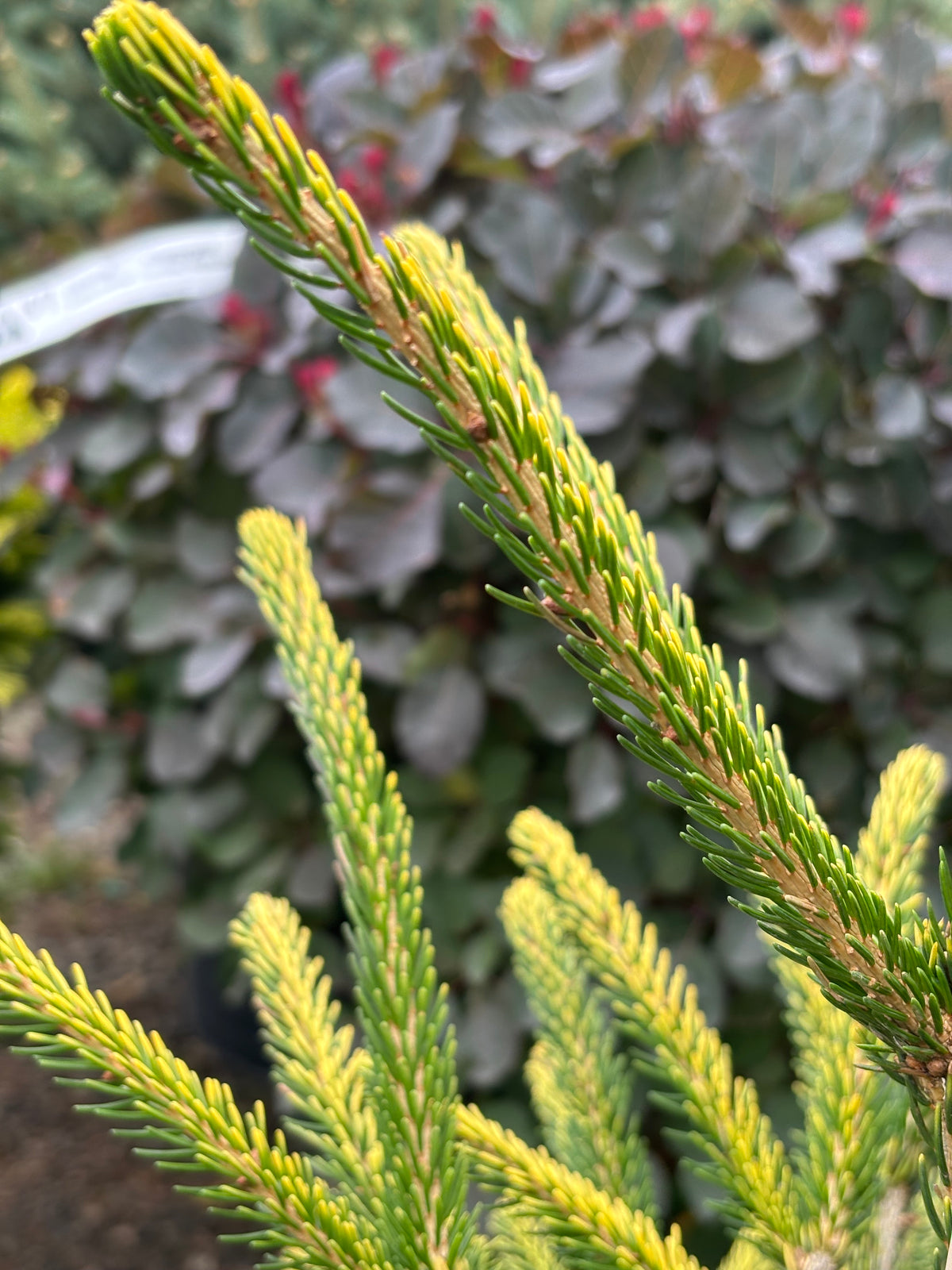 Picea orientalis ‘Firefly’