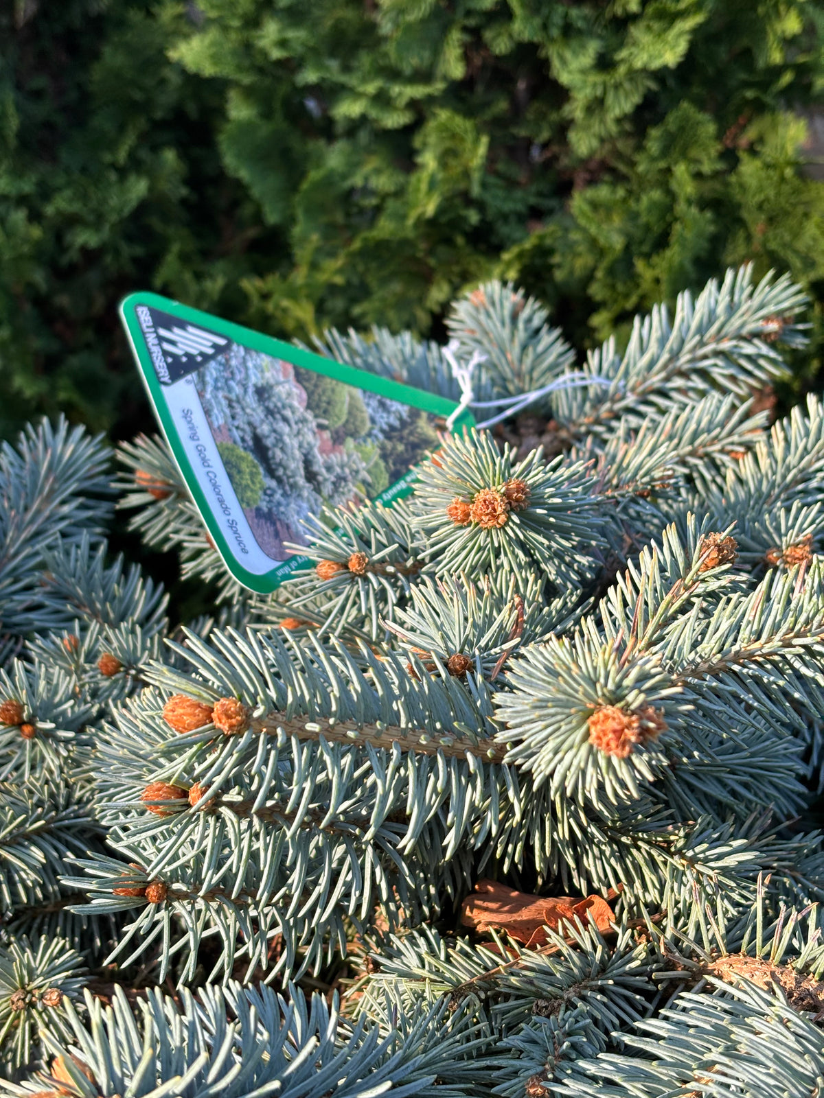 Picea pungens ‘Niemetz’ Spring Gold Colorado Blue Spruce