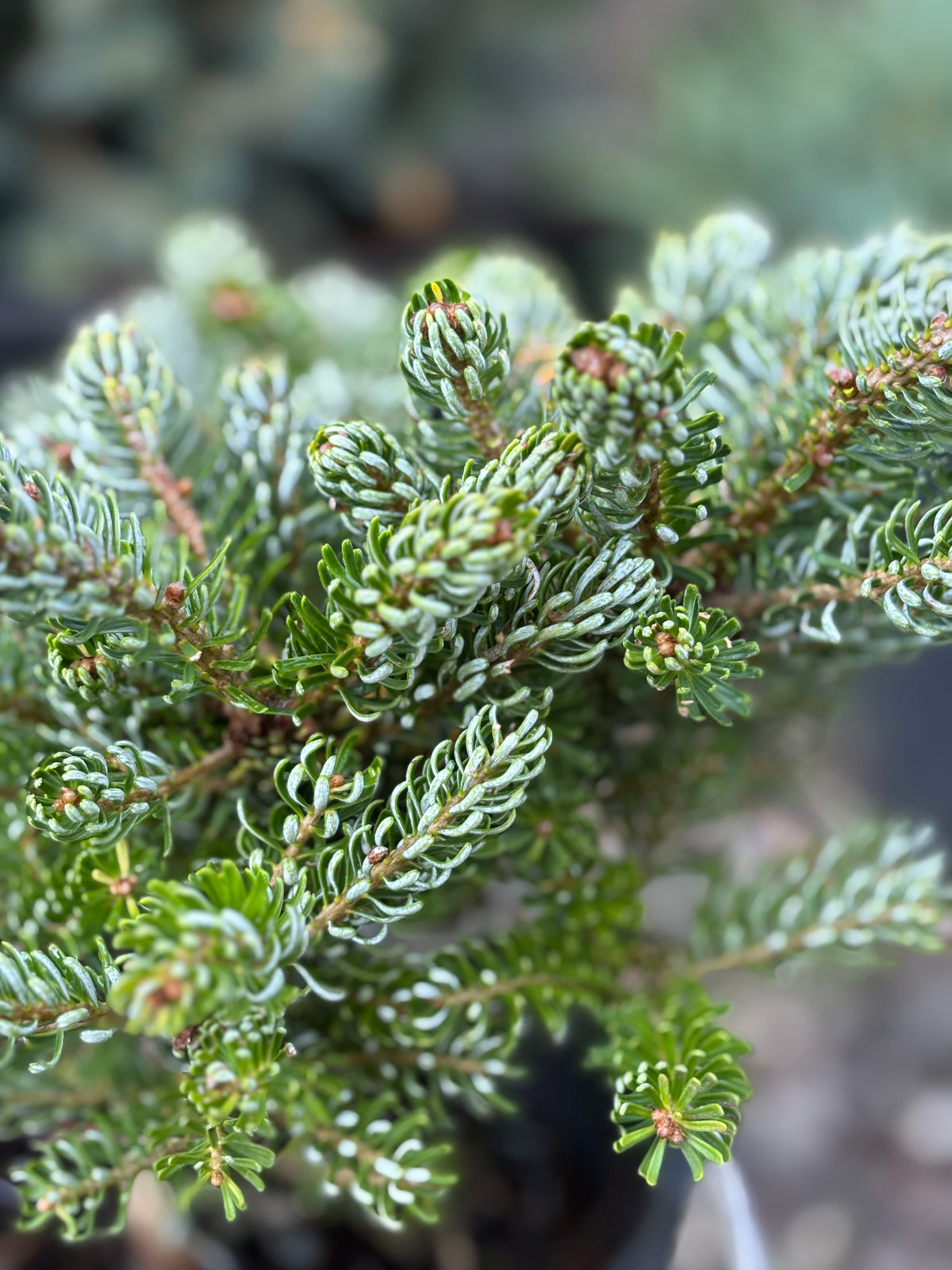 Abies koreana ‘Kohout’s Ice Breaker’