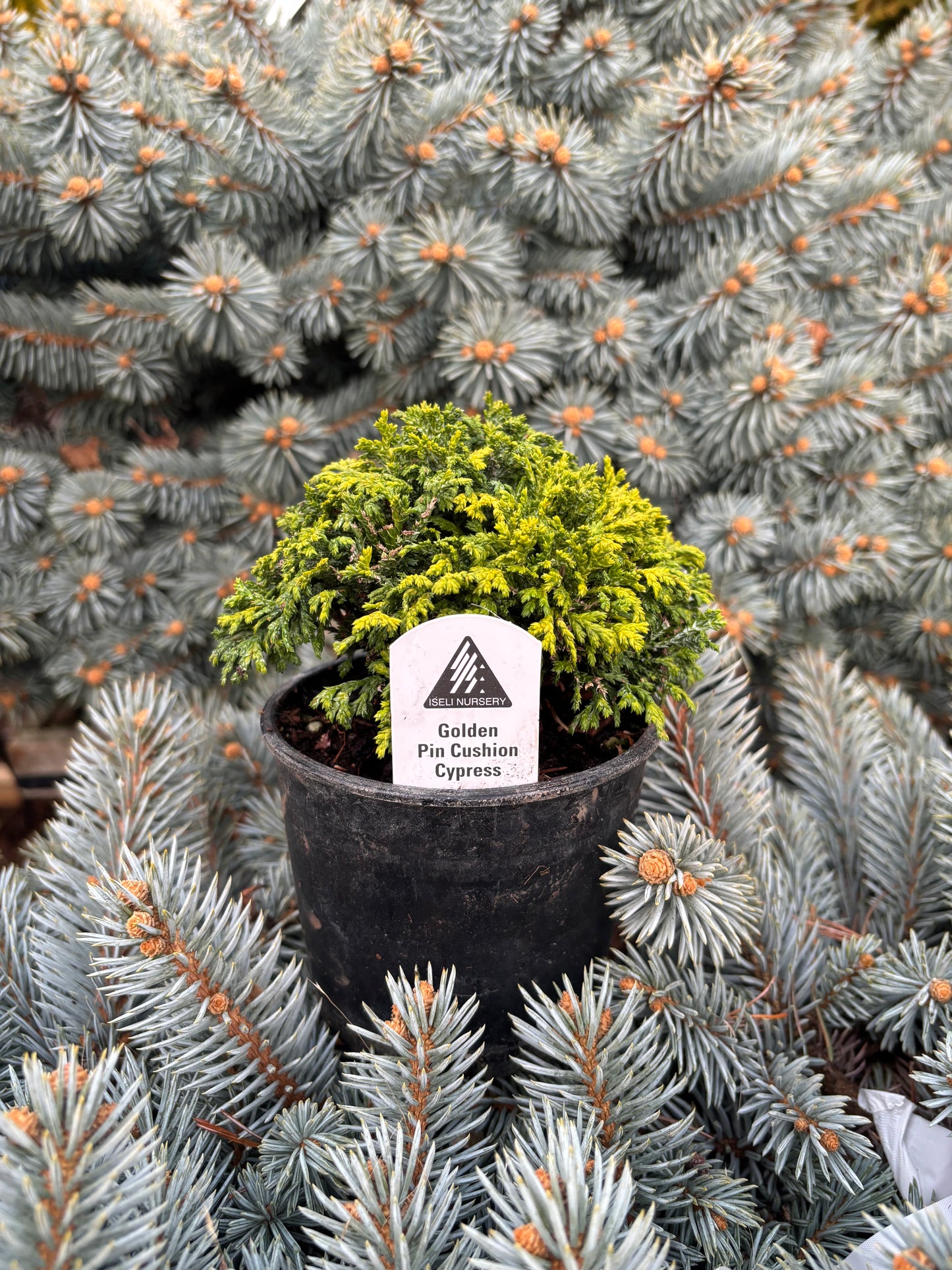Chamaecyparis pisifera ‘Golden Pin Cushion’