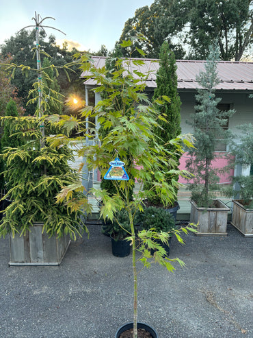 Arctic Jade® Maple – Jack Frost® Collection