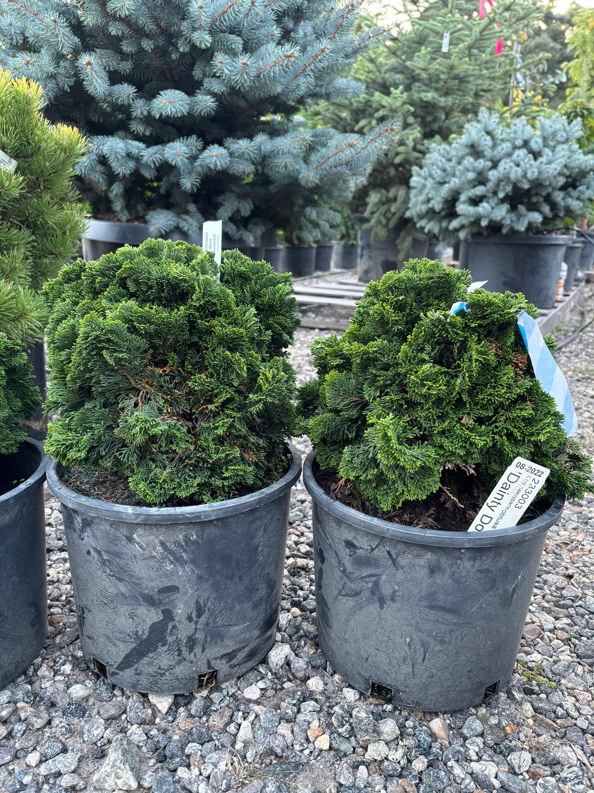 Chamaecyparis obtusa ‘Dainty Doll’