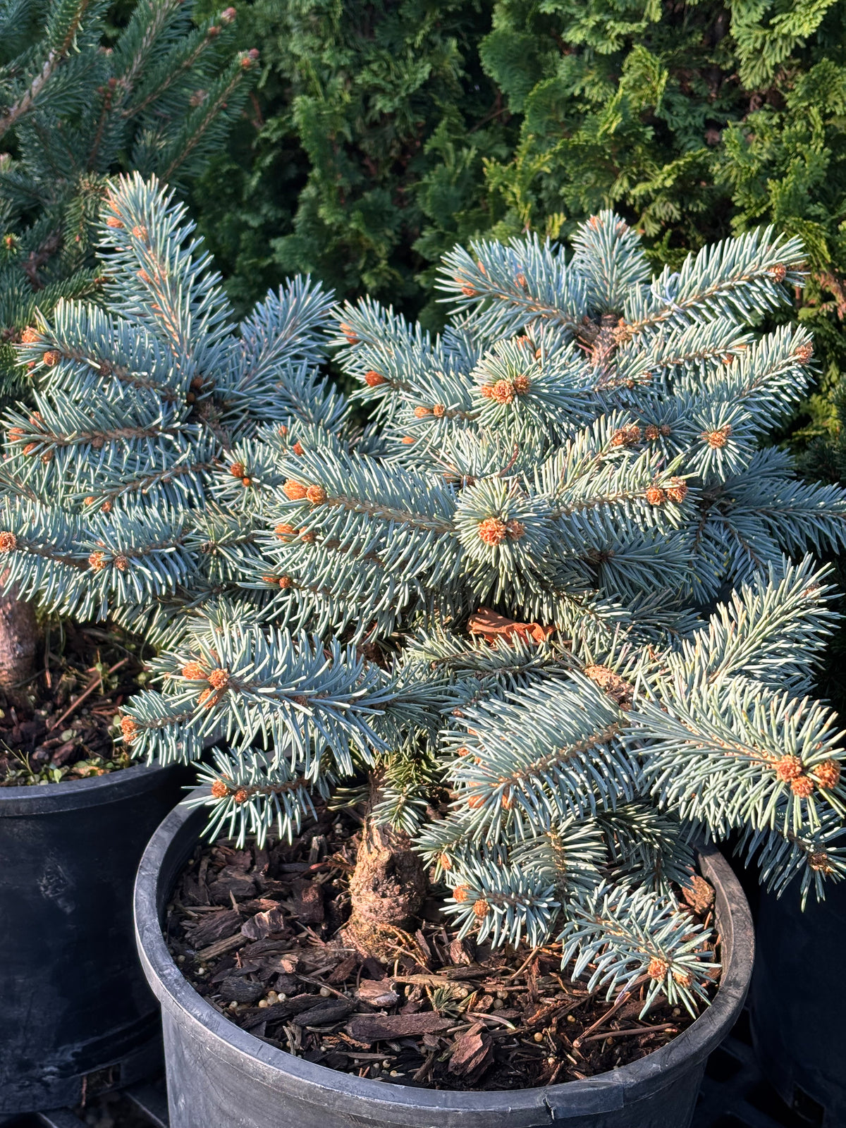 Picea pungens ‘Niemetz’ Spring Gold Colorado Blue Spruce