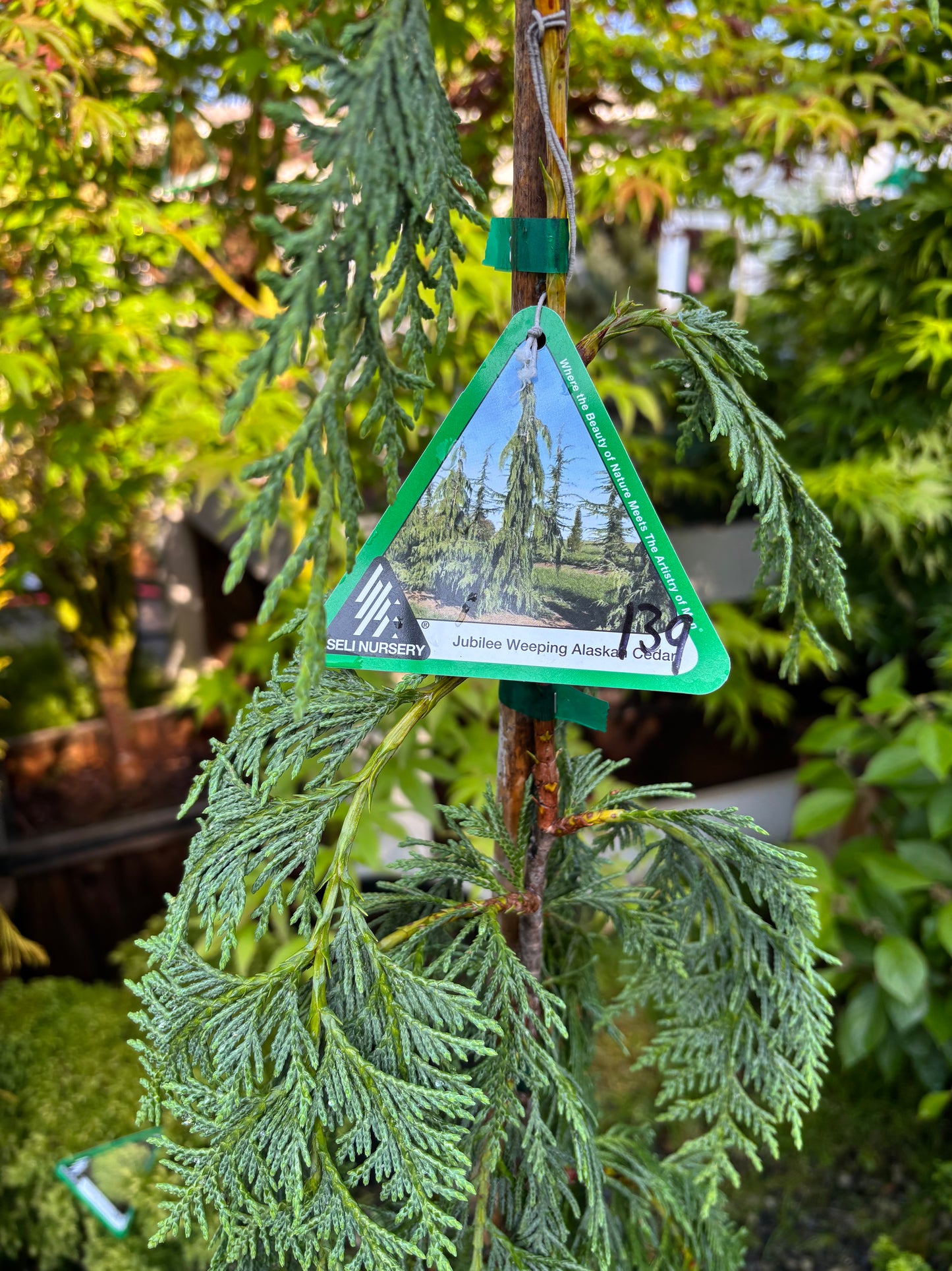 Jubilee Weeping Alaskan Cedar