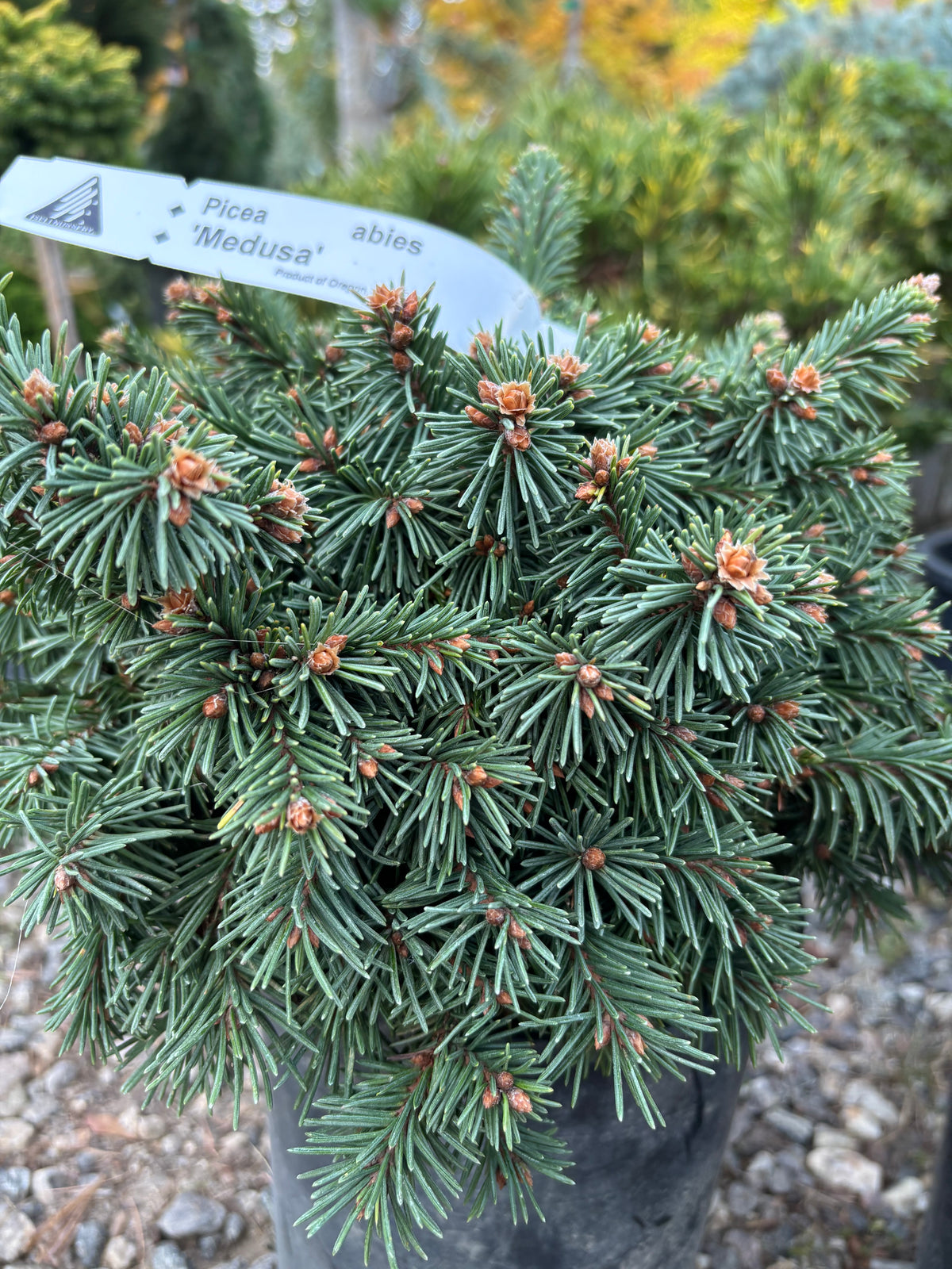 Picea abies 'Medusa'