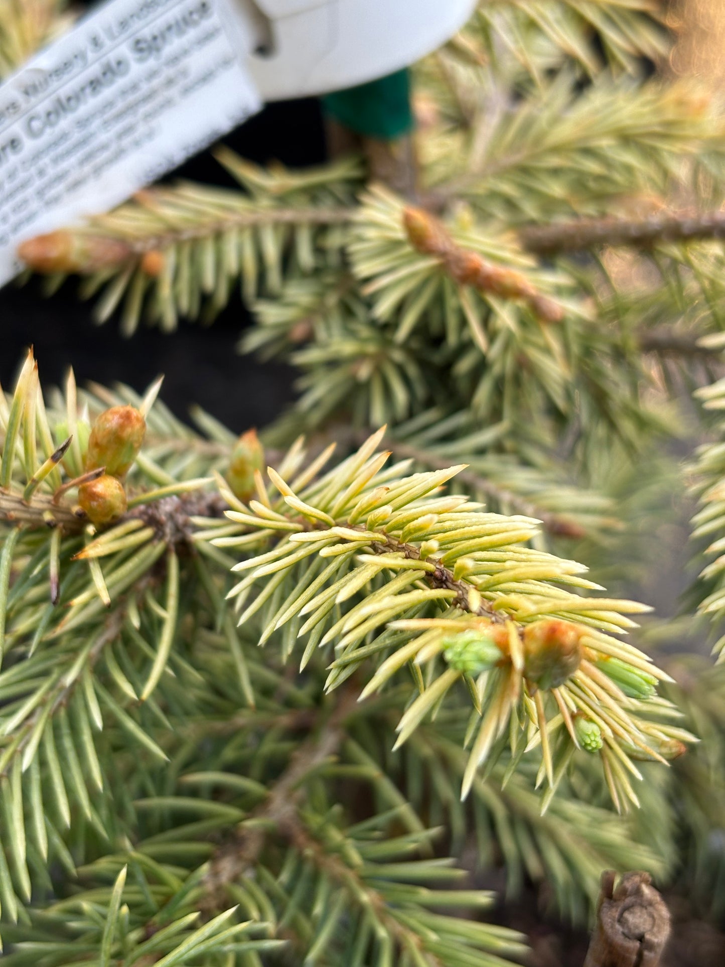 Picea pungens ‘Cascade Campfire’