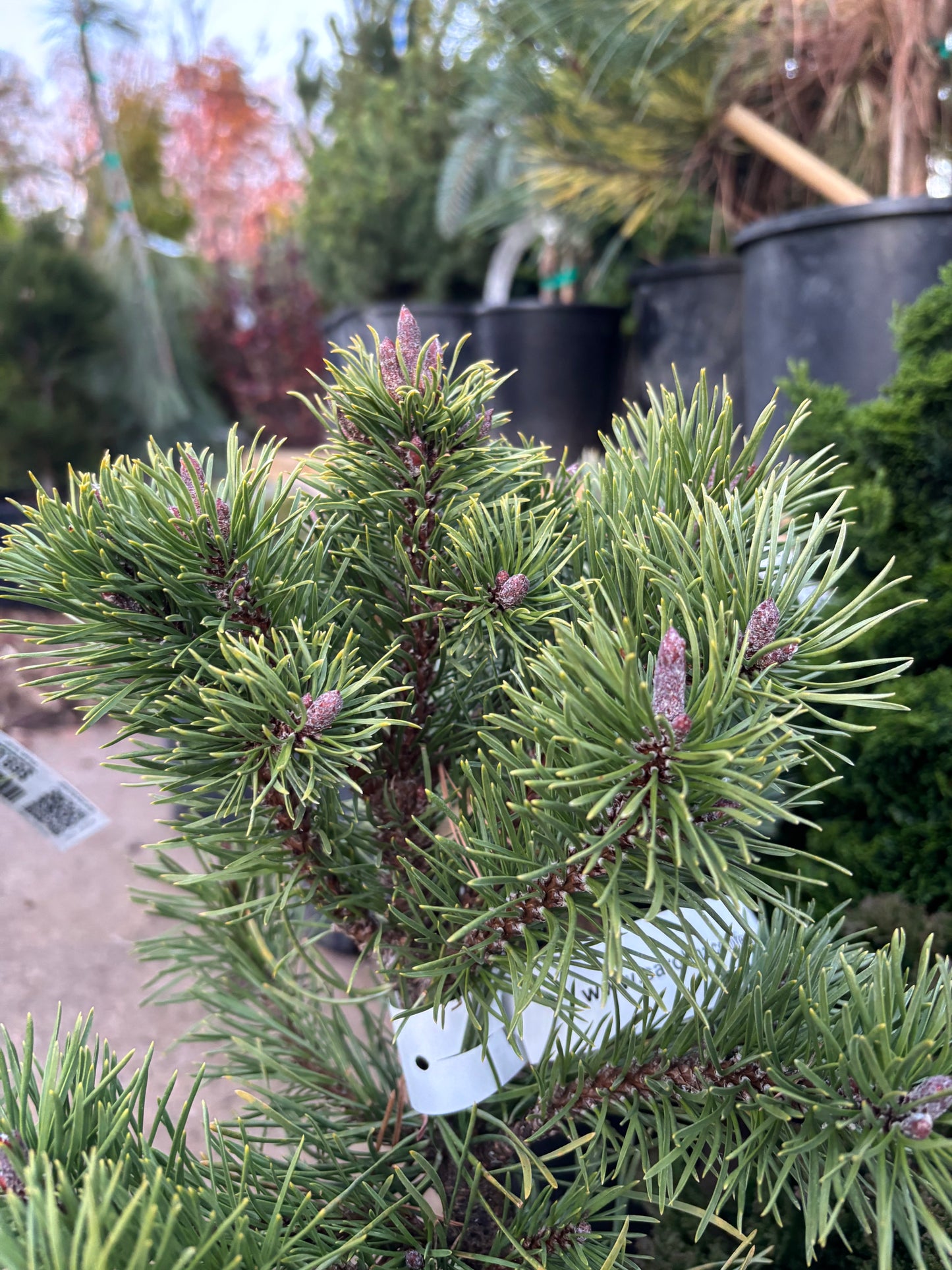 Pinus contorta var. latifolia ‘Willow Creek’