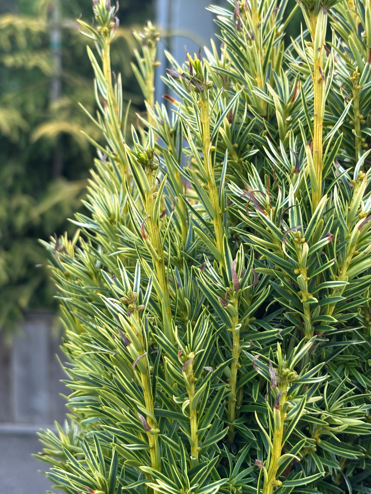 Taxus baccata ‘Icicle’ Yew