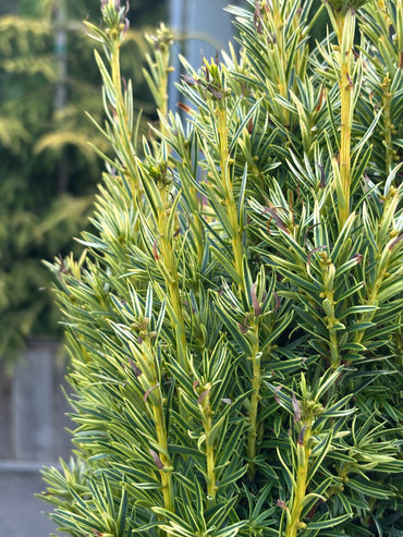 Taxus baccata ‘Icicle’ Yew