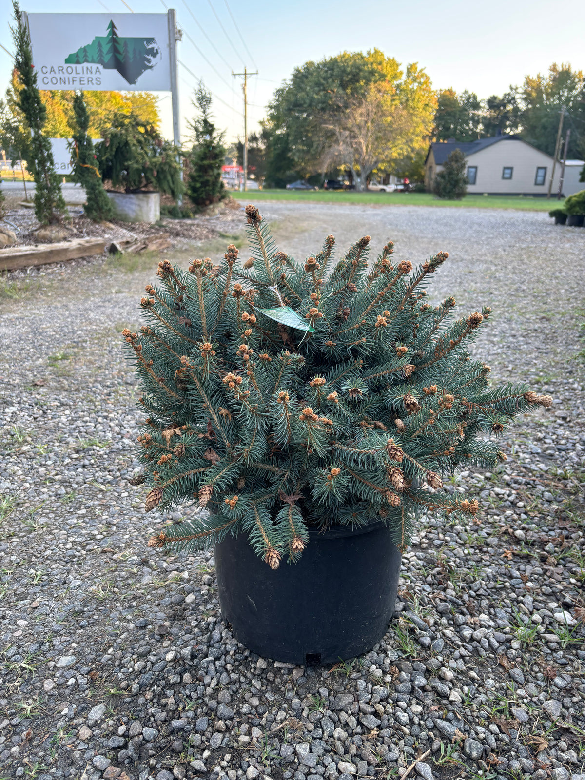 Picea pungens ‘Hermann Naue’ Red Coned Colorado Blue Spruce