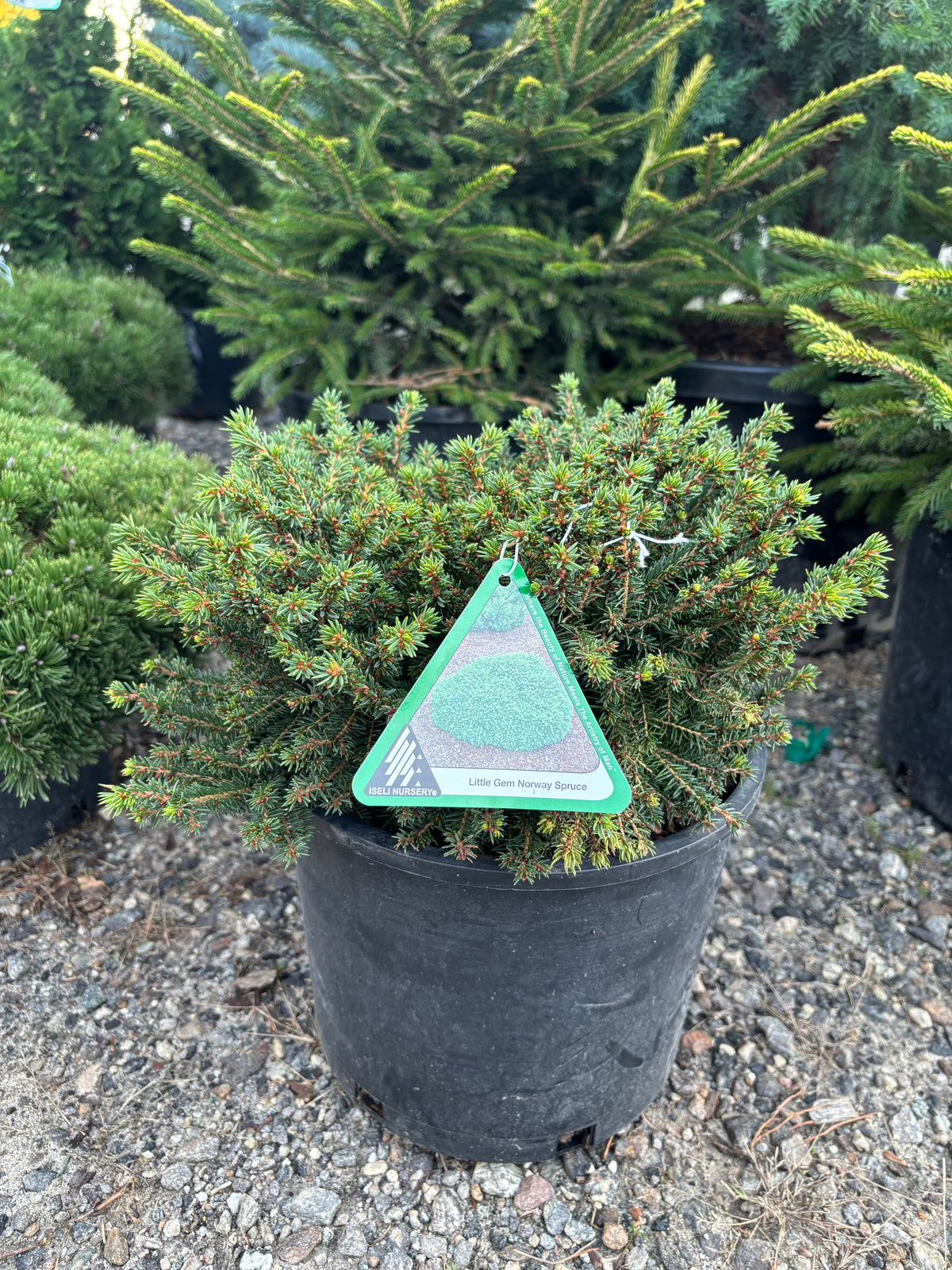 Picea Abies ‘Little Gem’ Norway Spruce