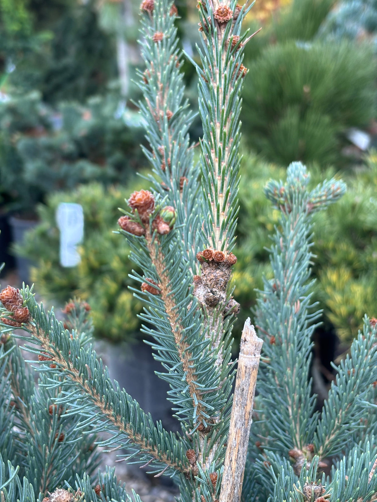 Blue Teardrop White Spruce